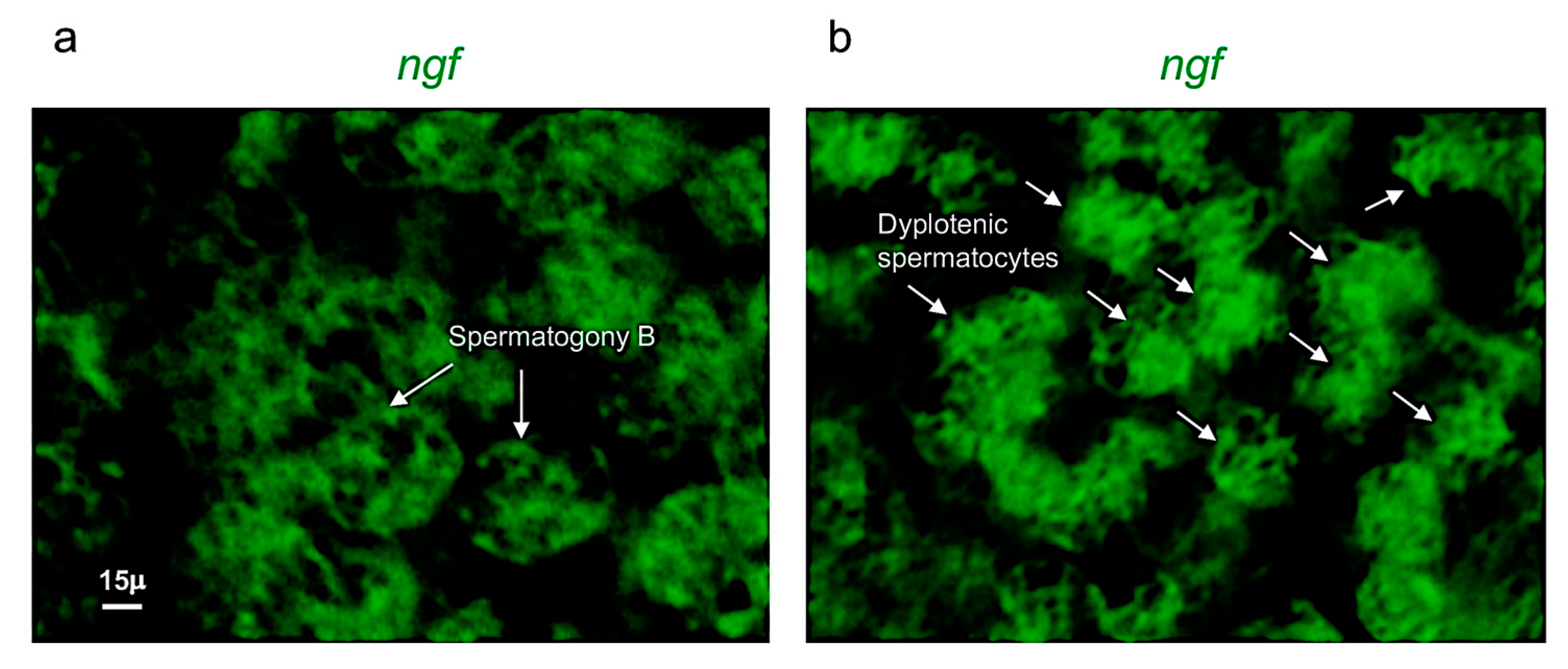 Vetsci 09 00225 g003