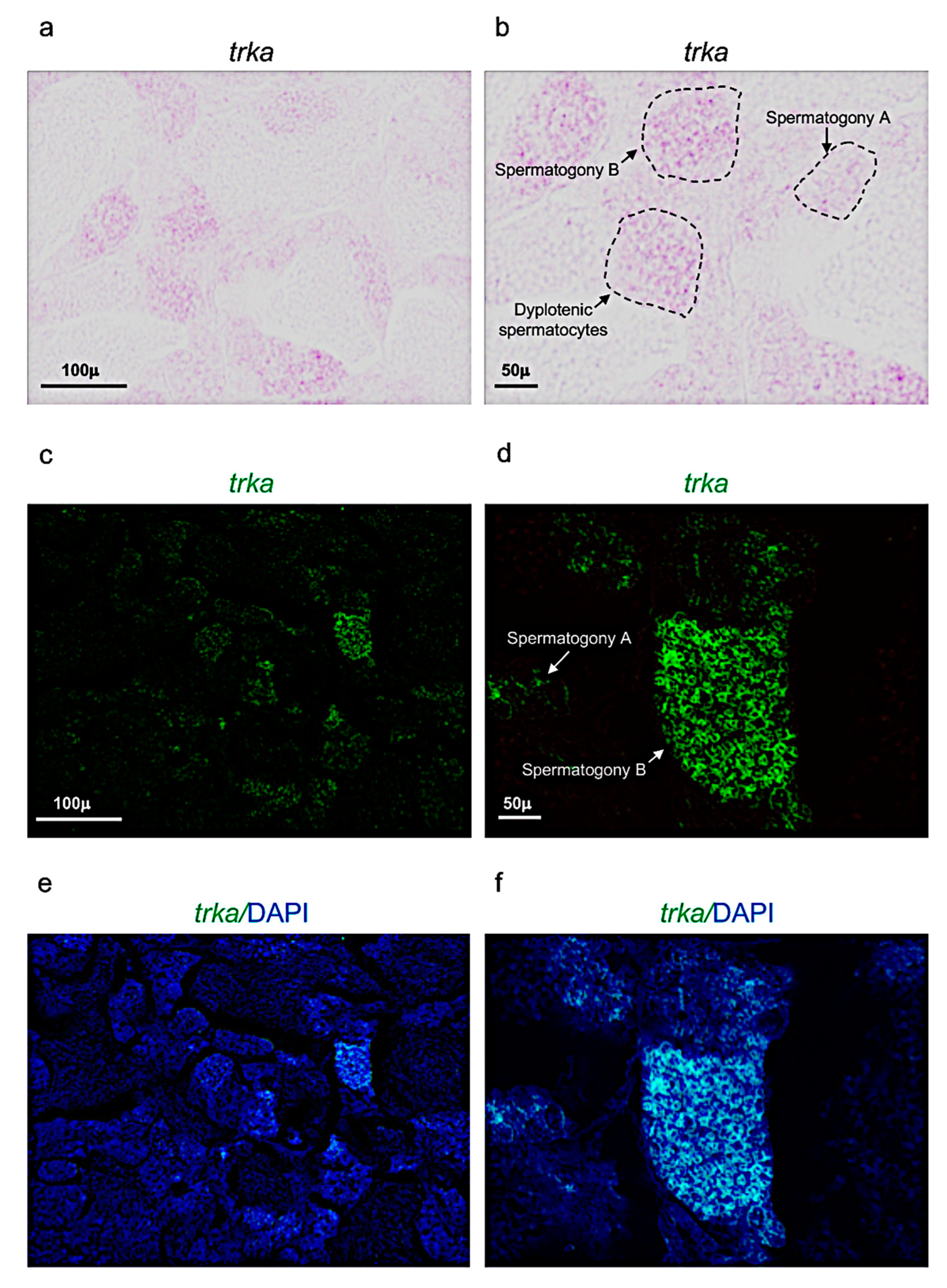 Vetsci 09 00225 g004