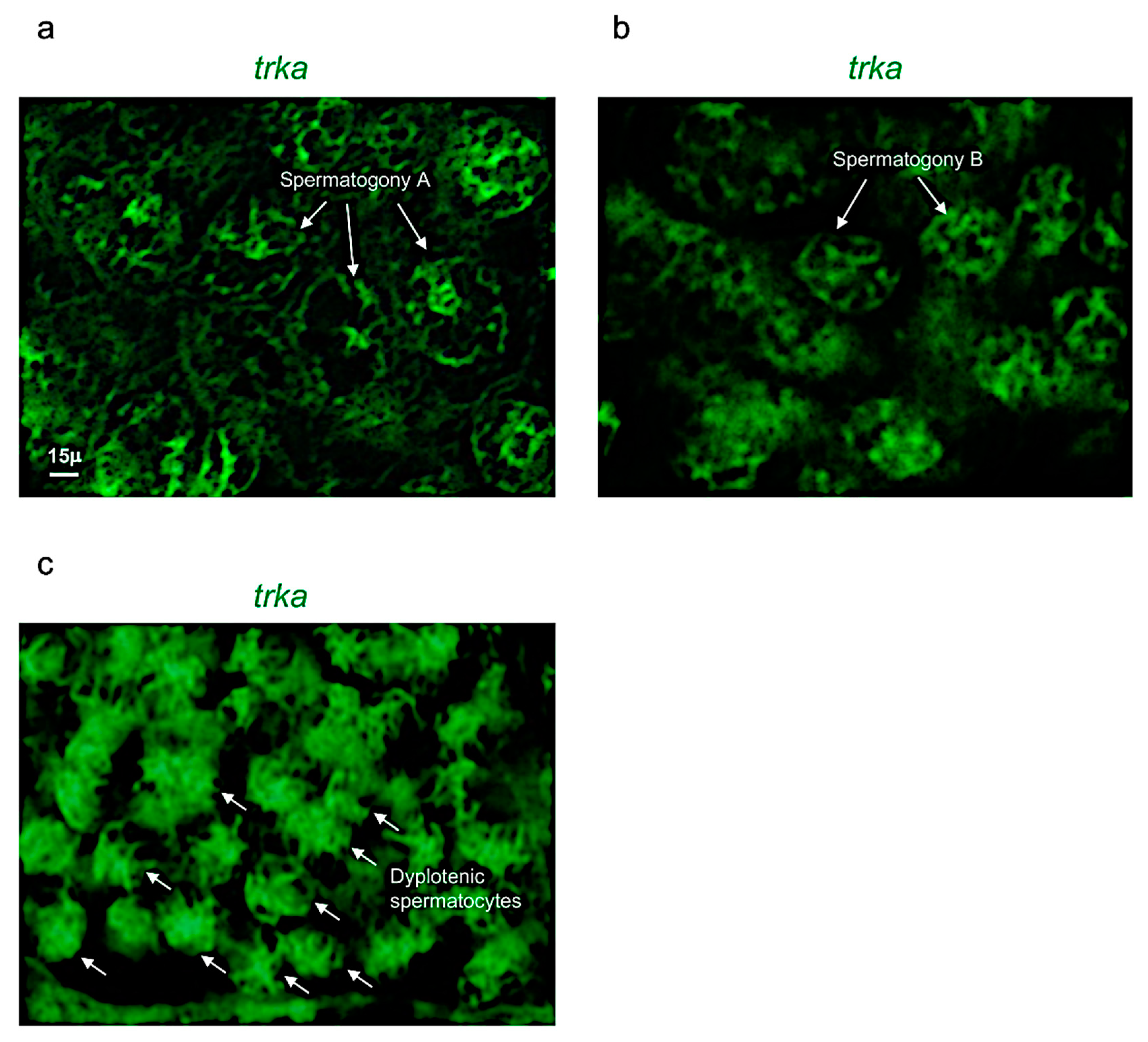 Vetsci 09 00225 g005