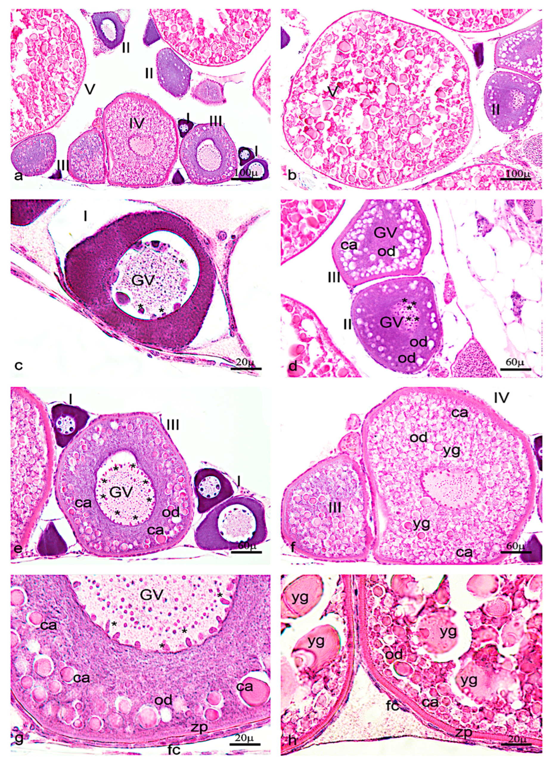 Vetsci 09 00225 g006