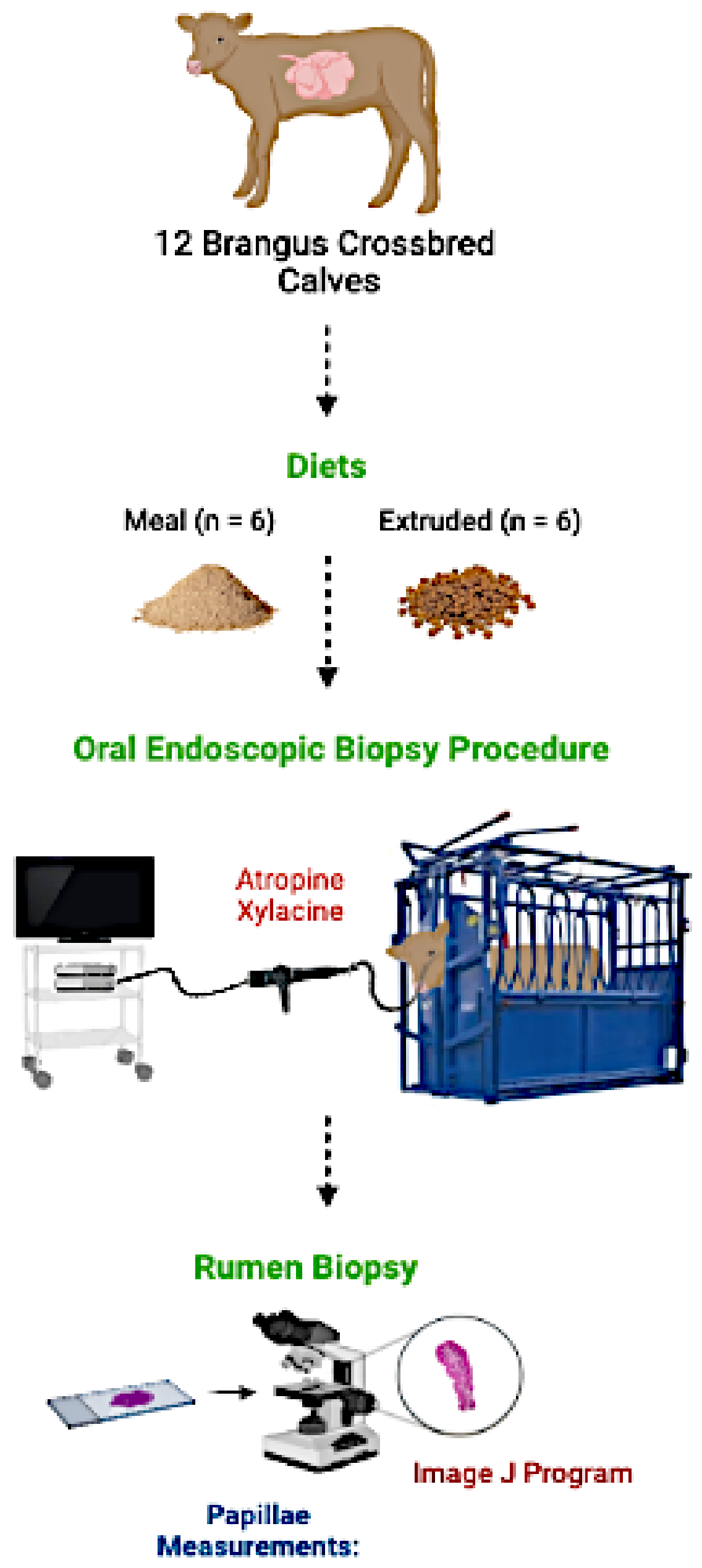 Vetsci 09 00230 g001 550