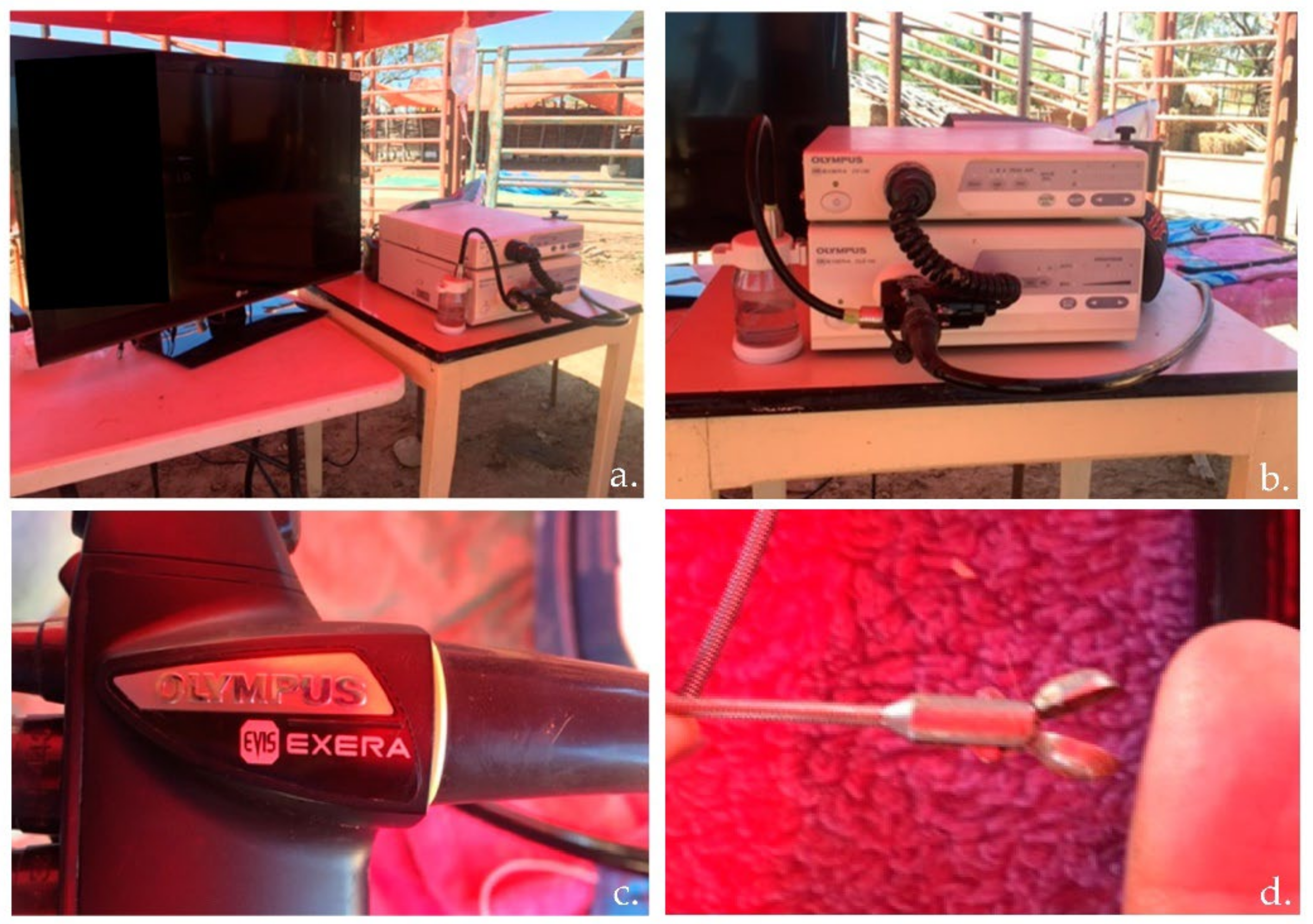 Vetsci 09 00230 g002 550