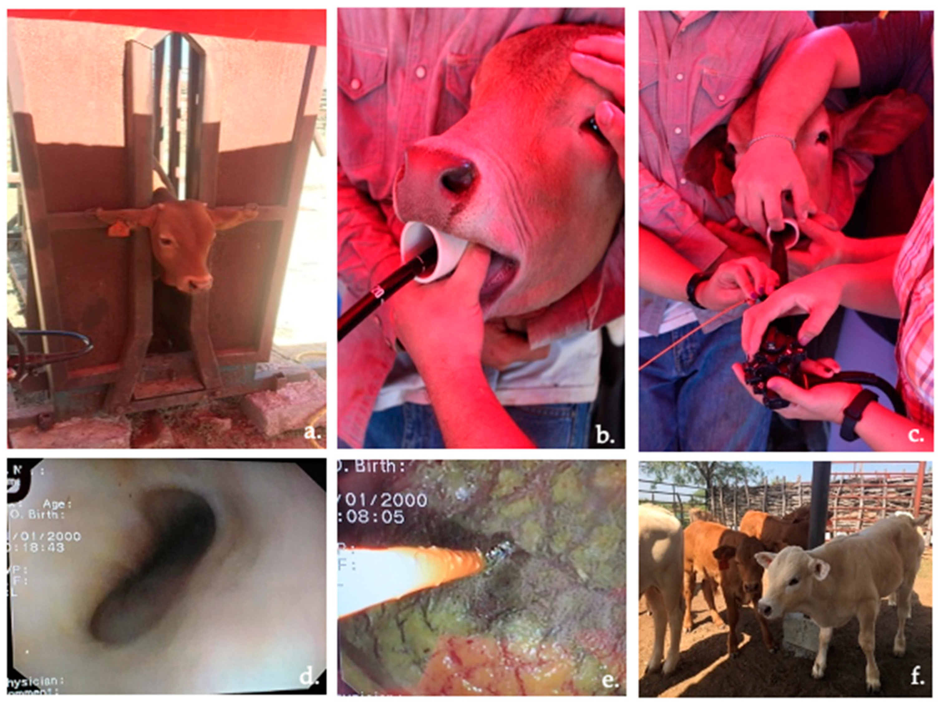 Vetsci 09 00230 g003 550