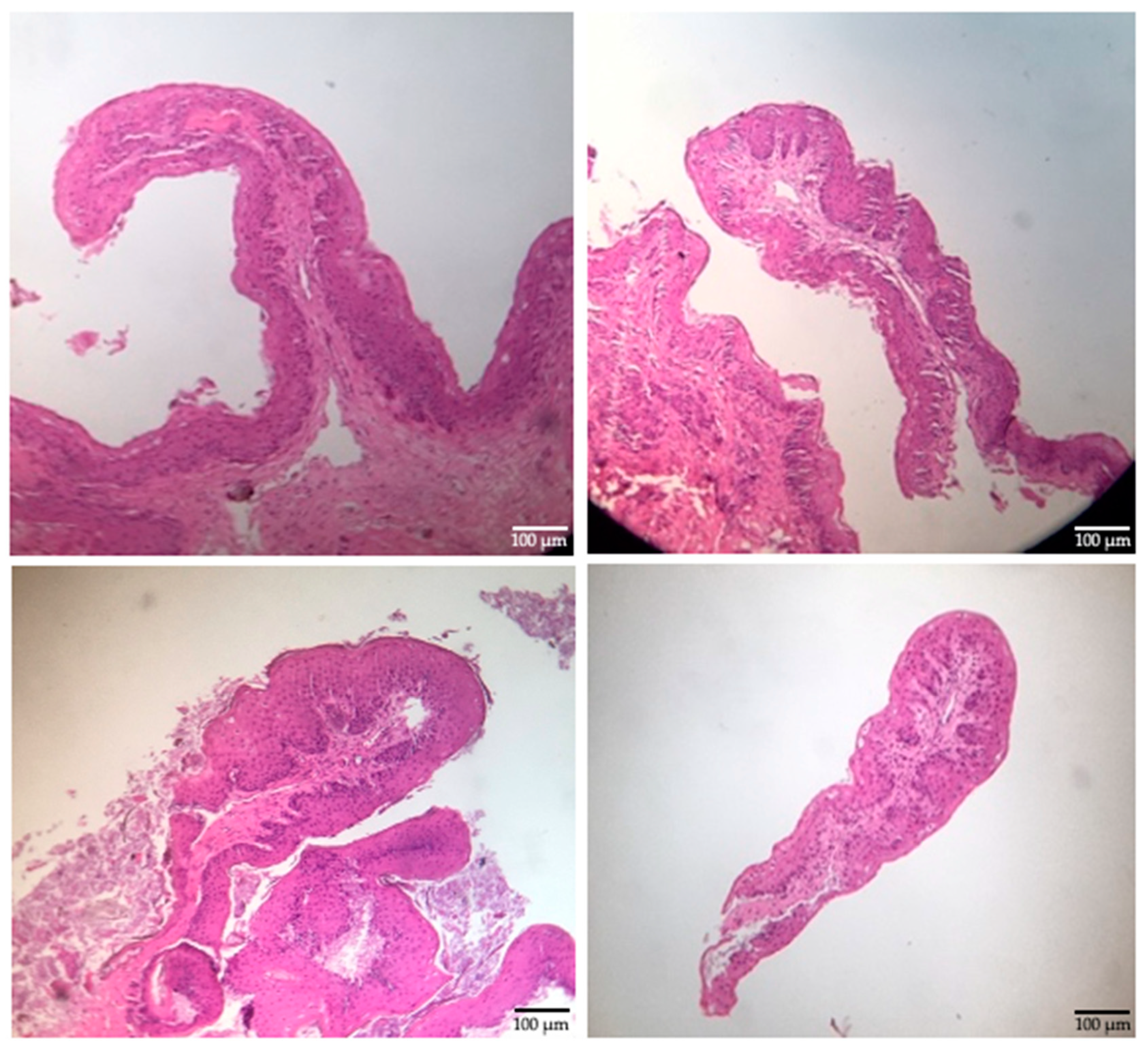 Vetsci 09 00230 g004 550