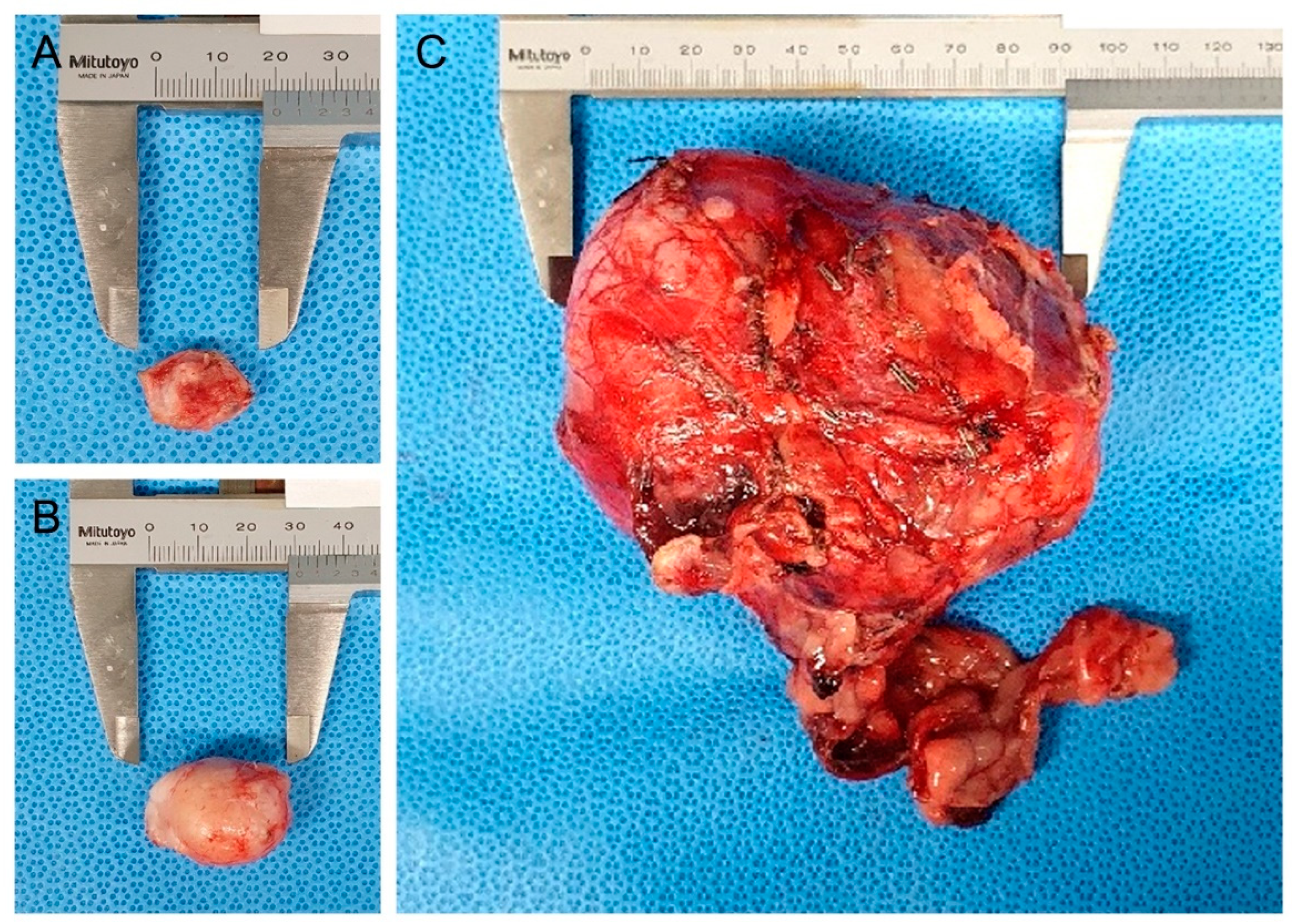 Vetsci 09 00234 g002 550