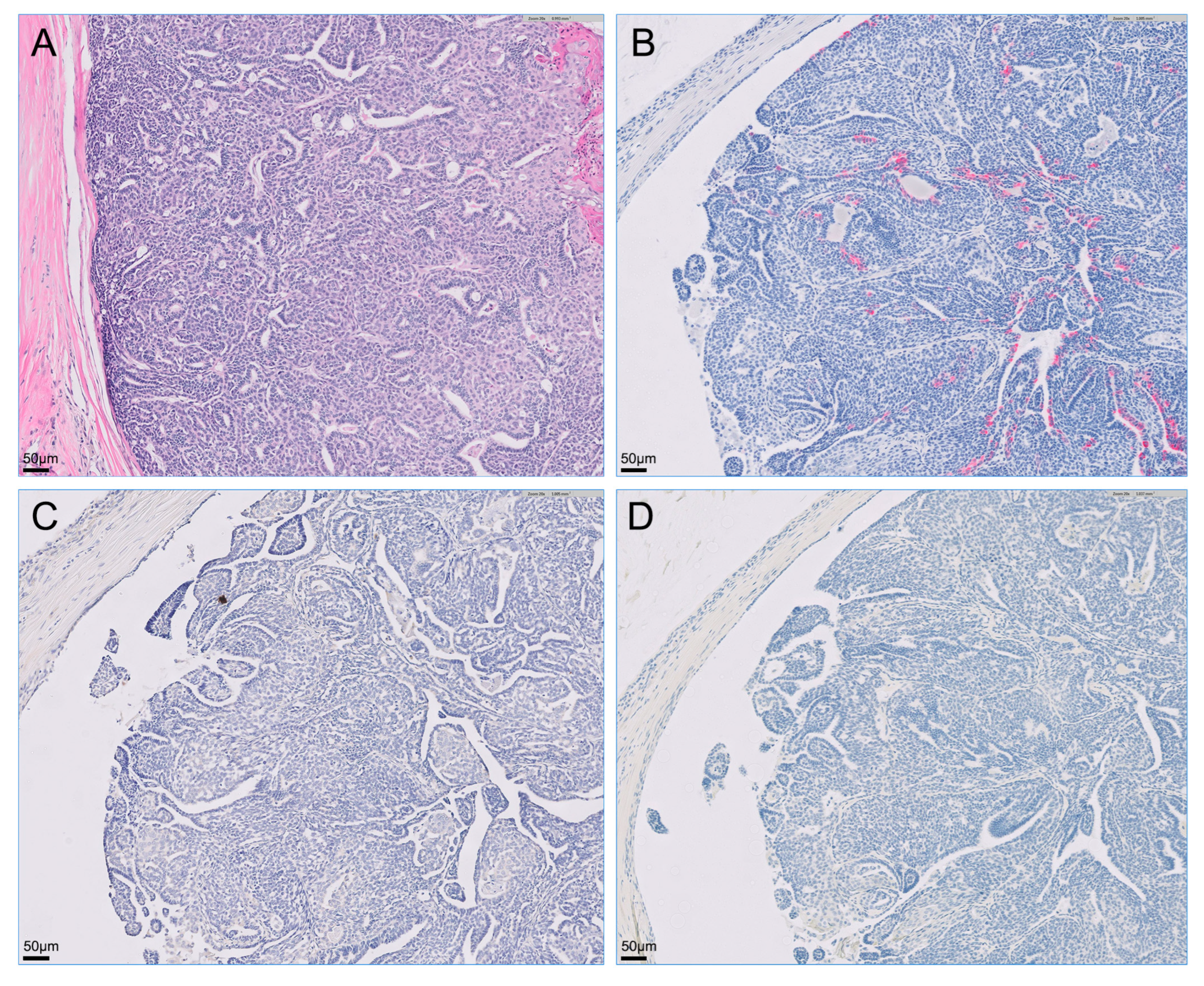 Vetsci 09 00234 g003 550