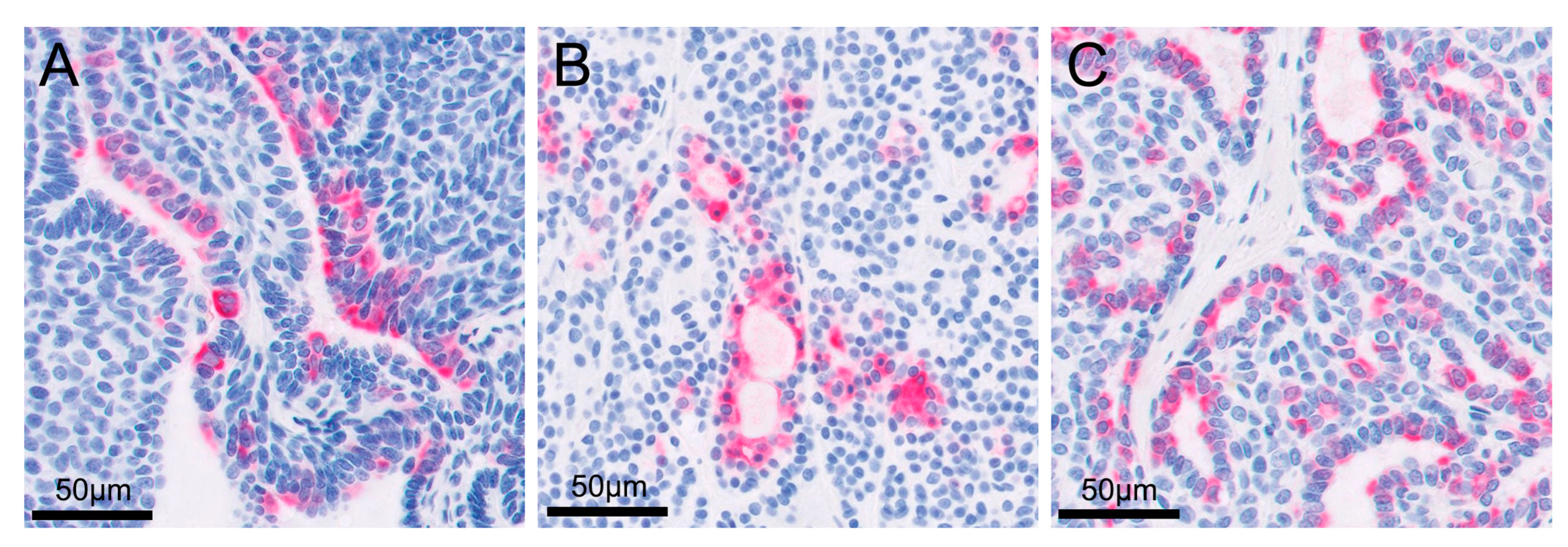 Vetsci 09 00234 g005 550