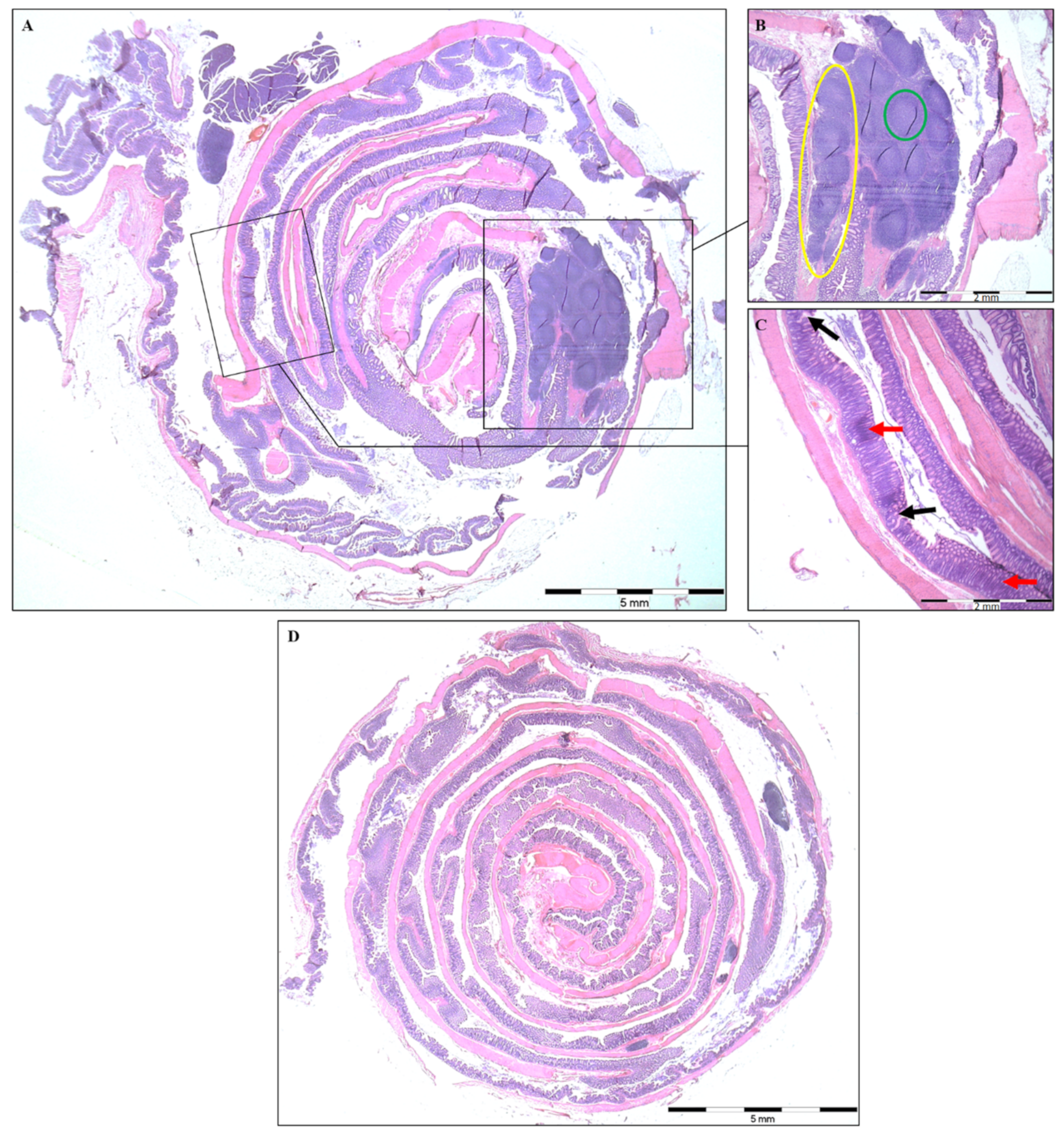 Vetsci 09 00238 g002 Vetsci 09 00238 g002