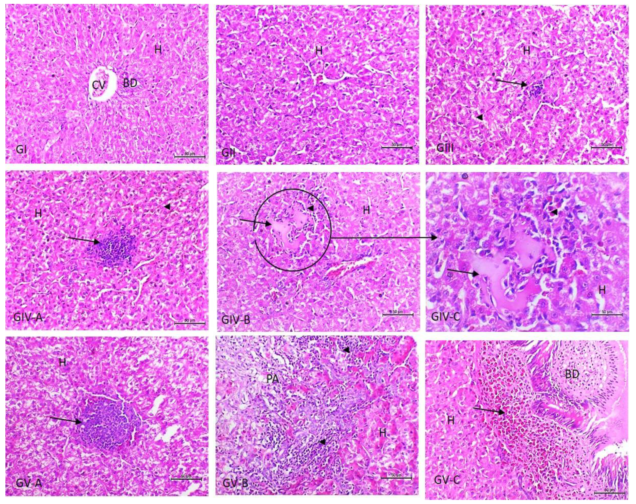 Vetsci 09 00240 g001