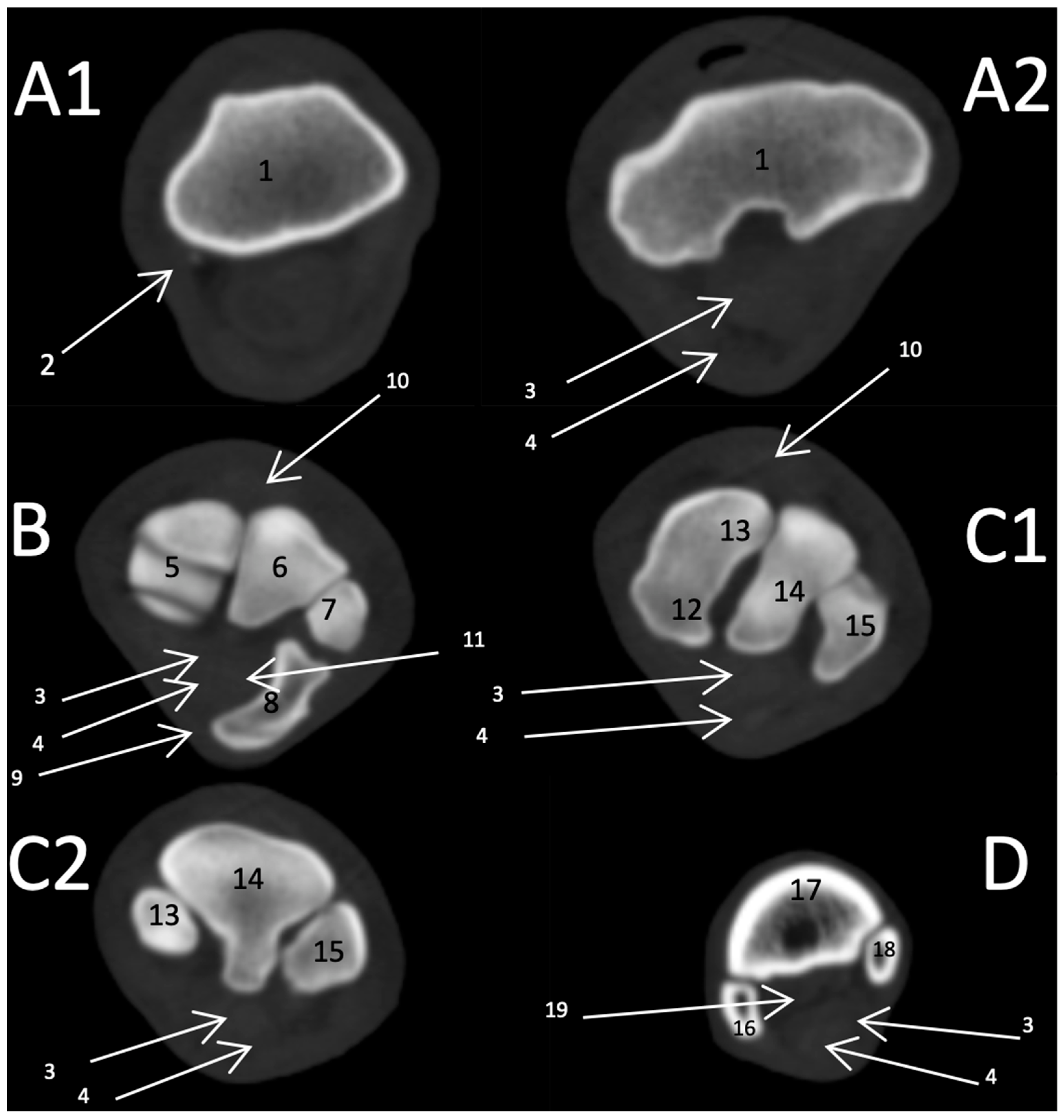 Vetsci 09 00249 g006