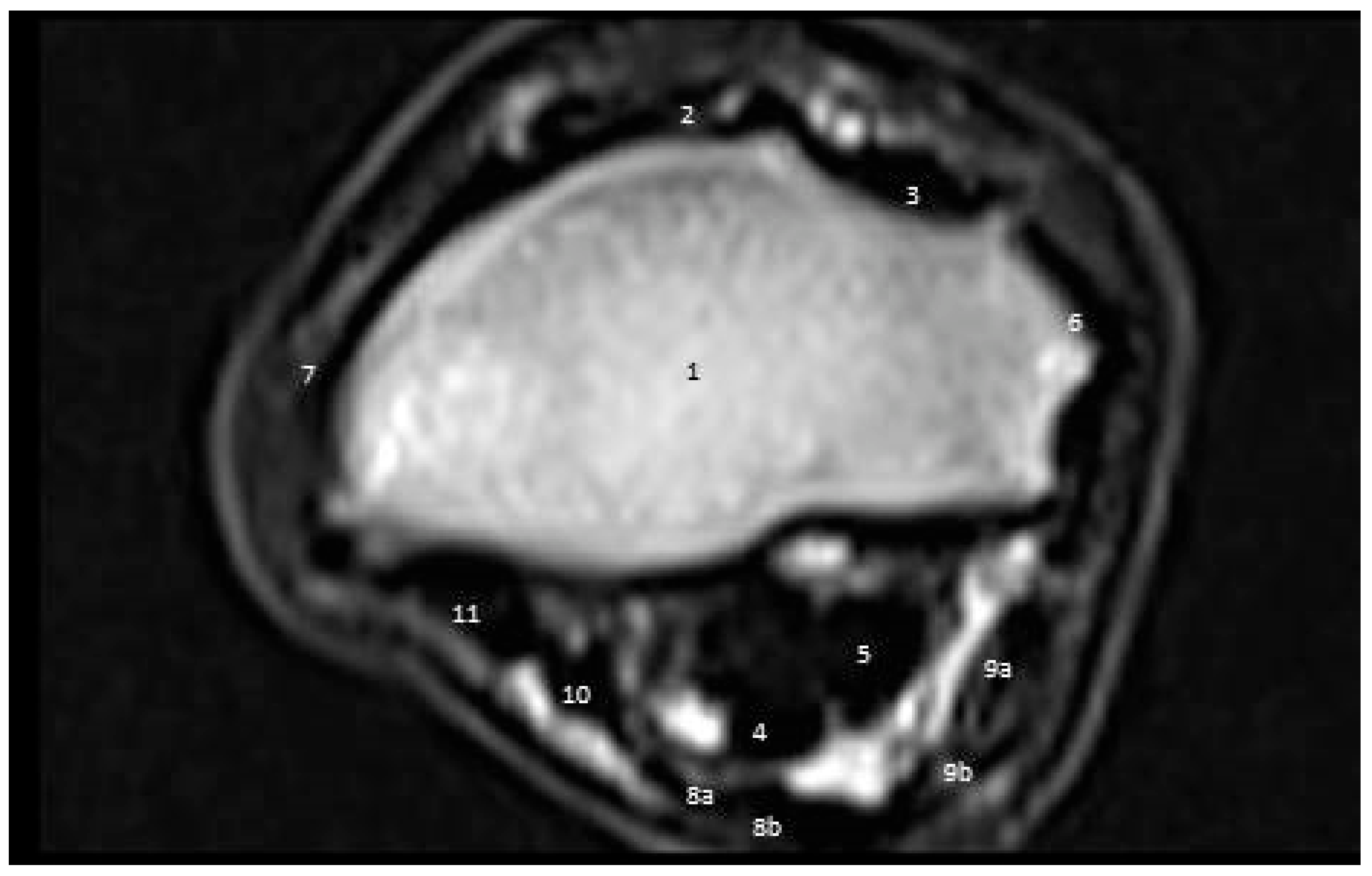 Vetsci 09 00249 g007
