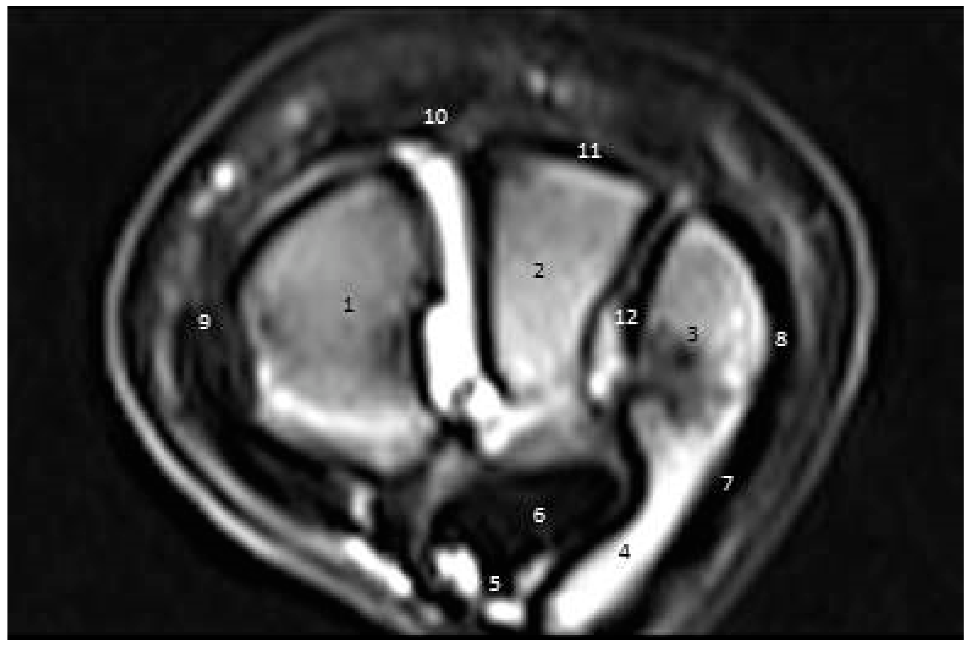 Vetsci 09 00249 g008
