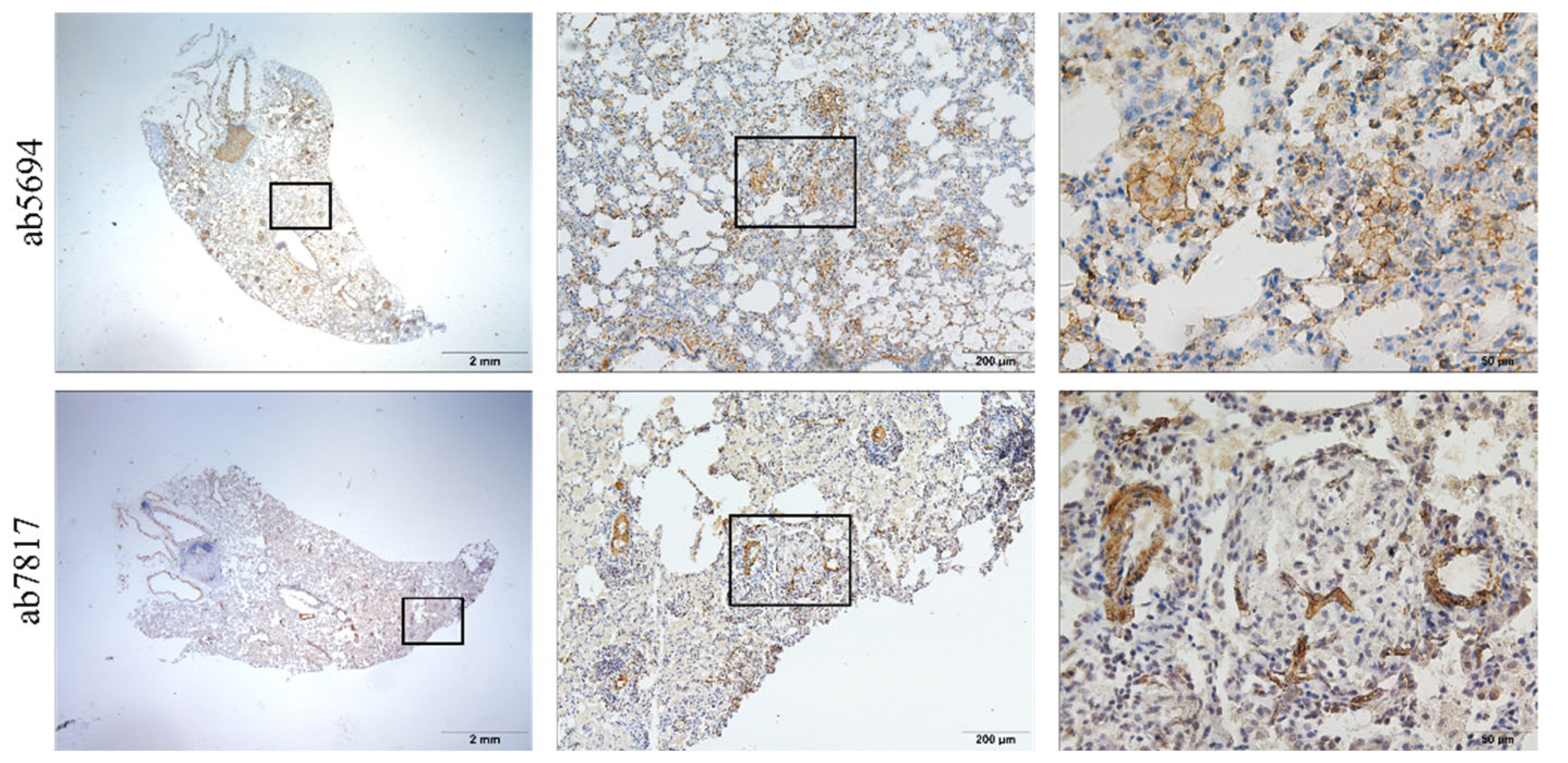 Vetsci 09 00251 g003