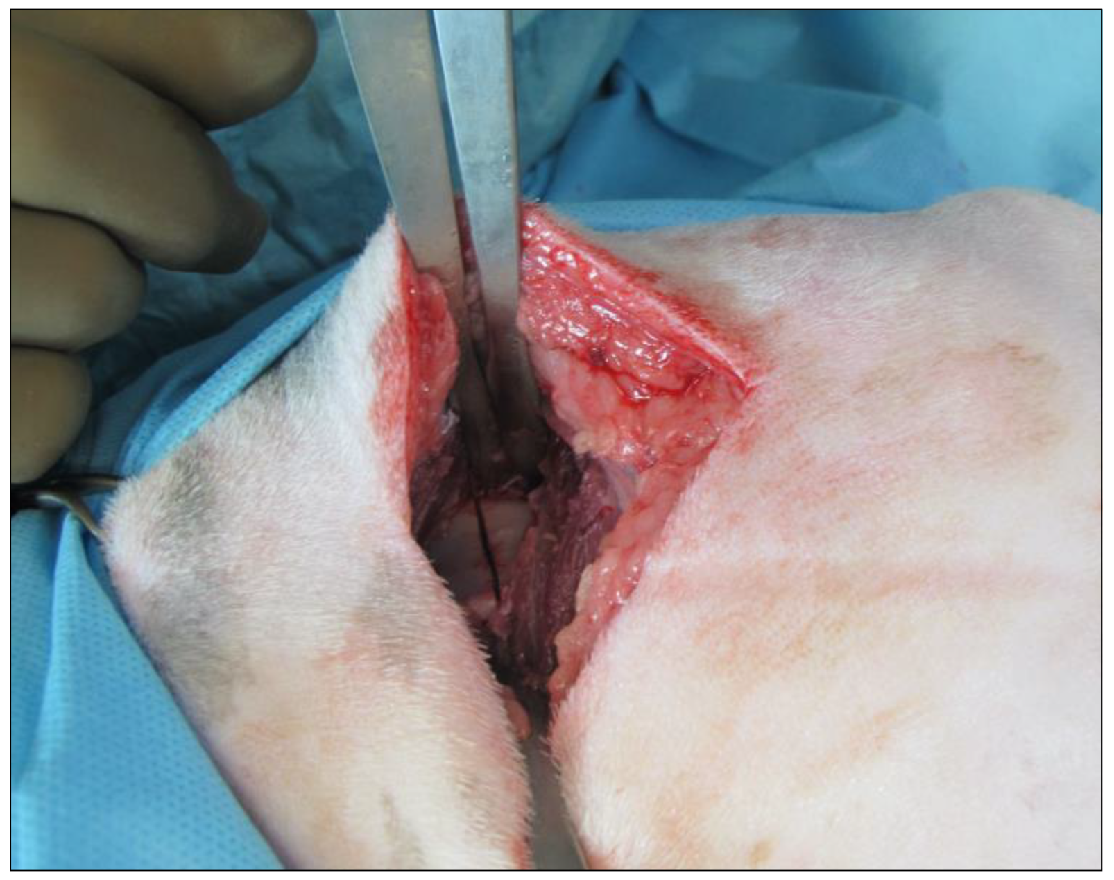 Vetsci 09 00259 g002 550