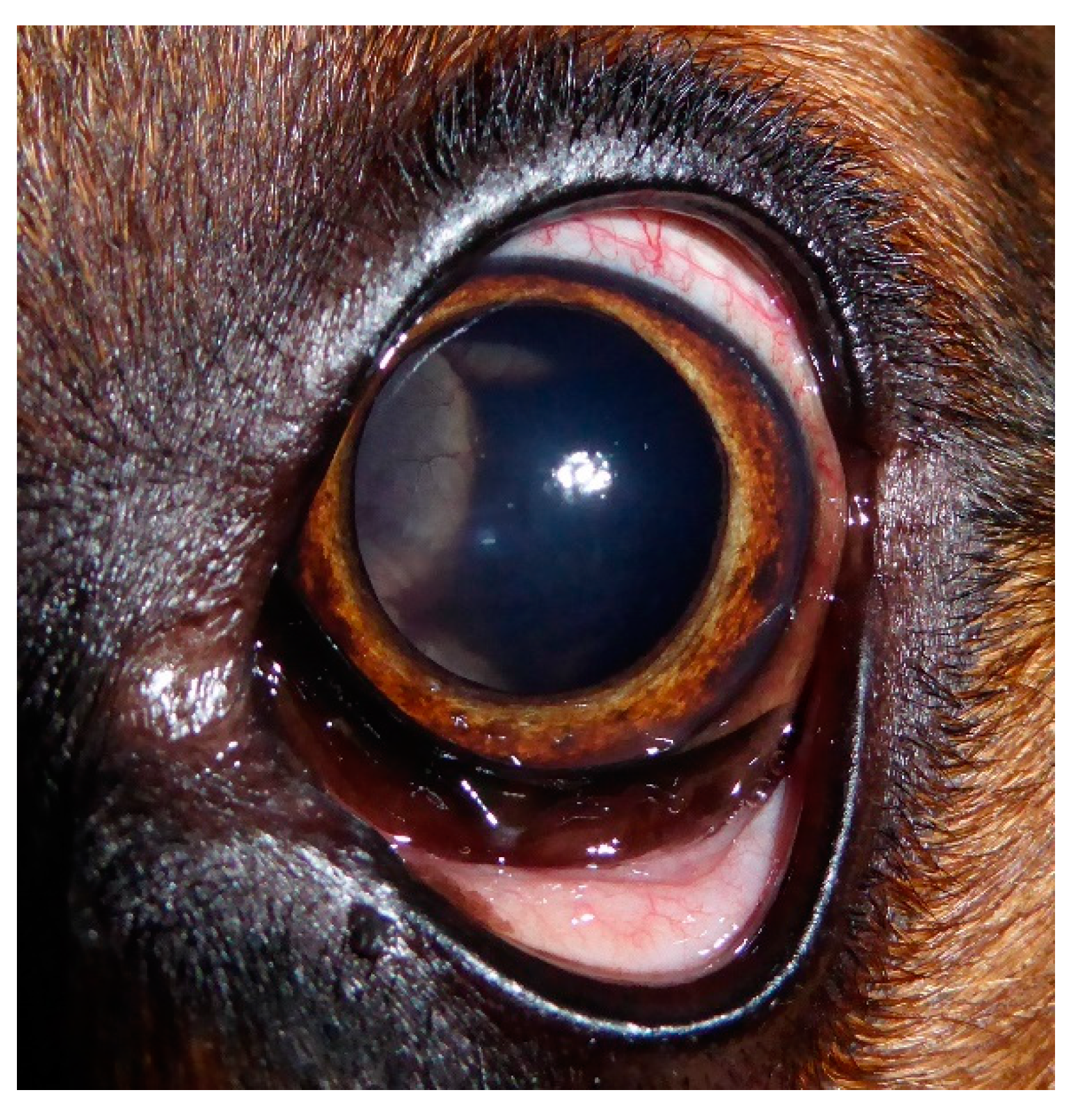 Vetsci 09 00267 g001 550