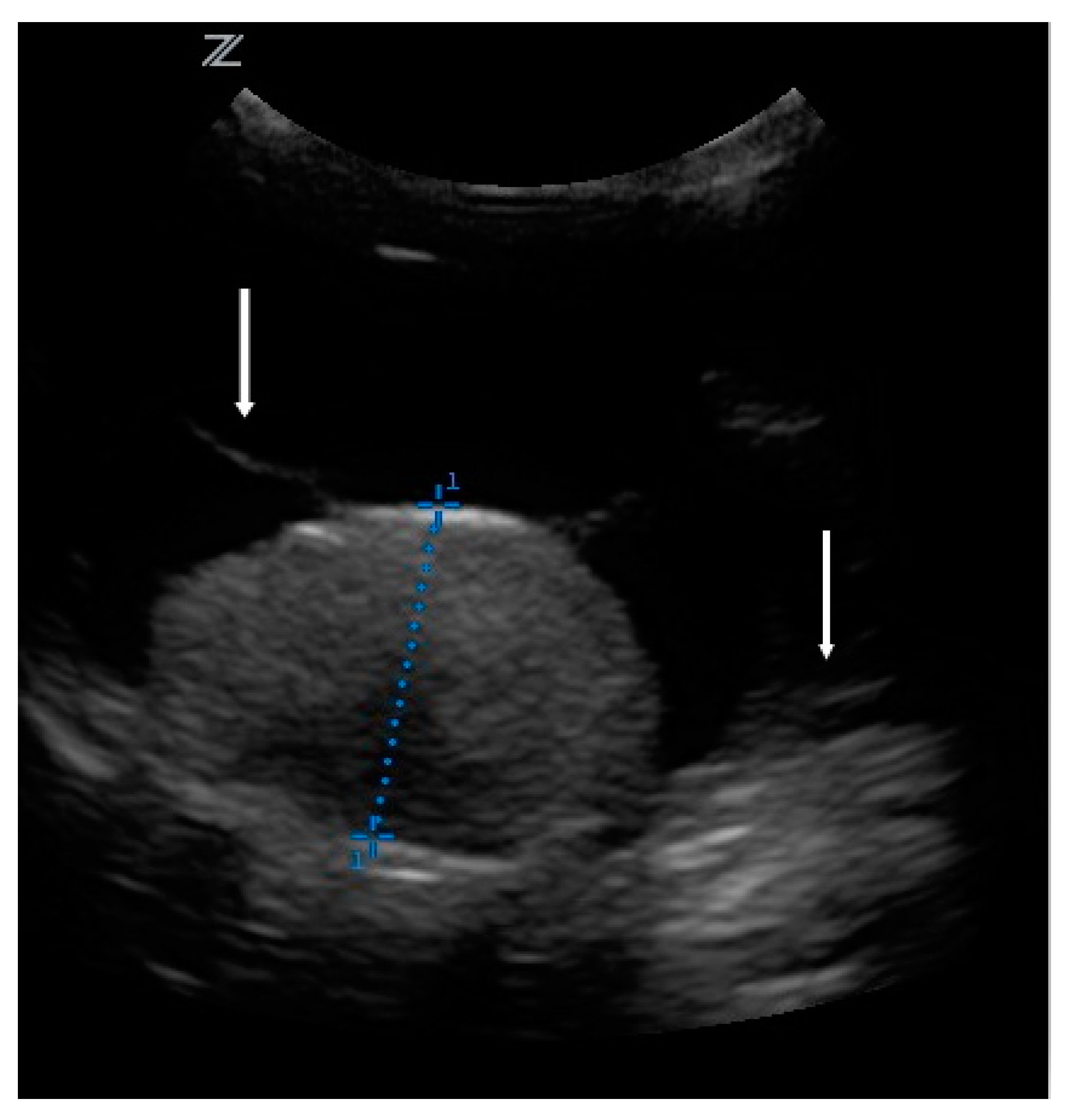 Vetsci 09 00267 g002 550