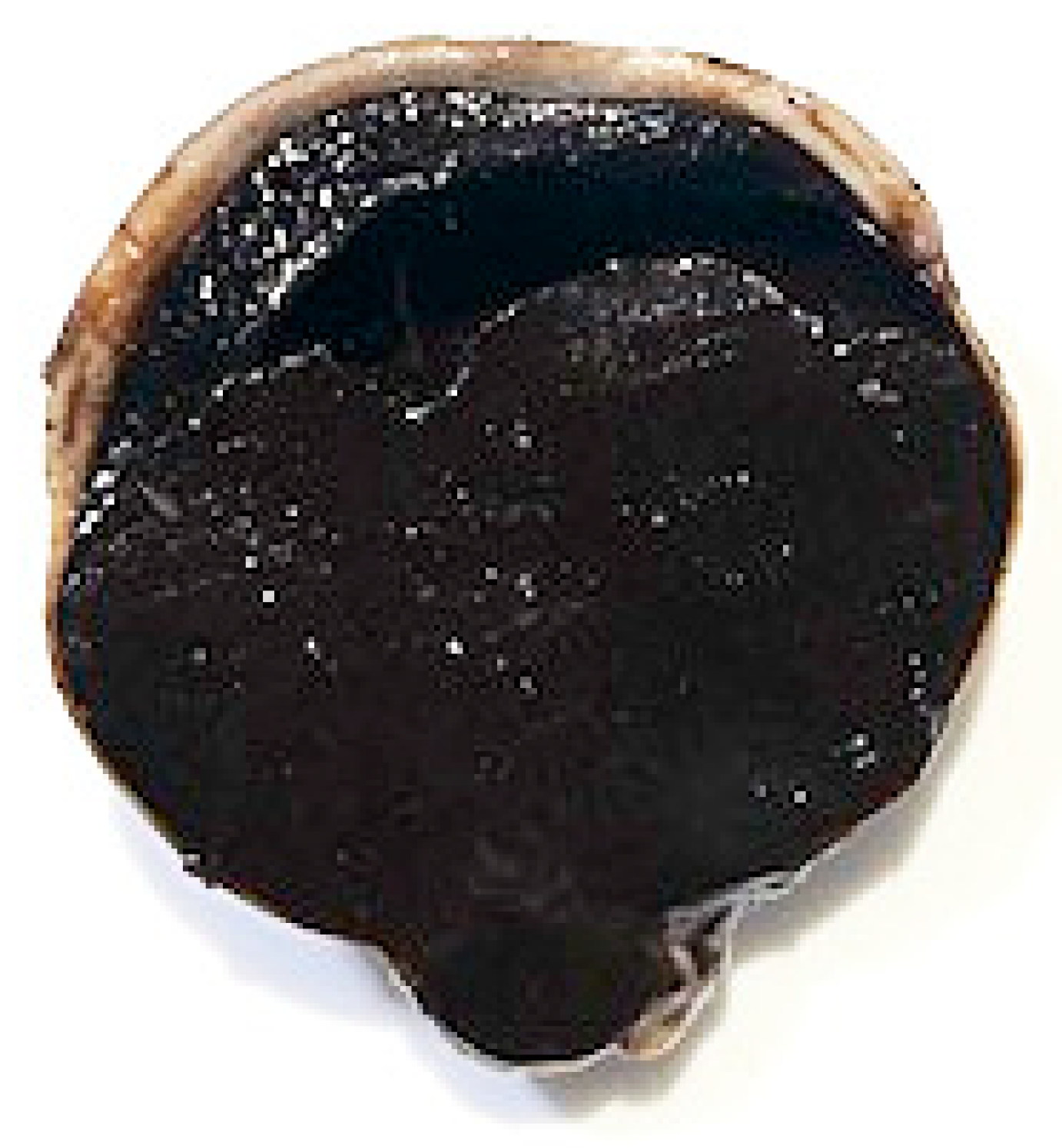 Vetsci 09 00267 g004 550