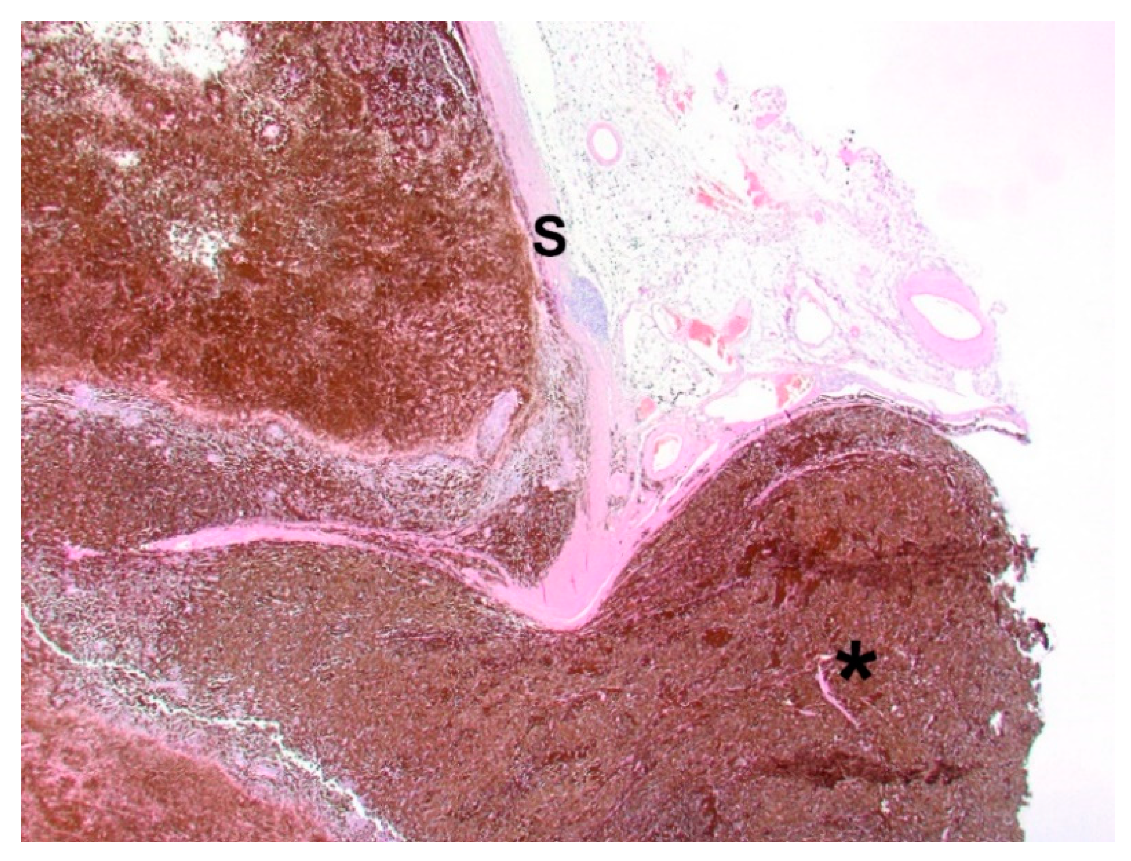 Vetsci 09 00267 g005 550