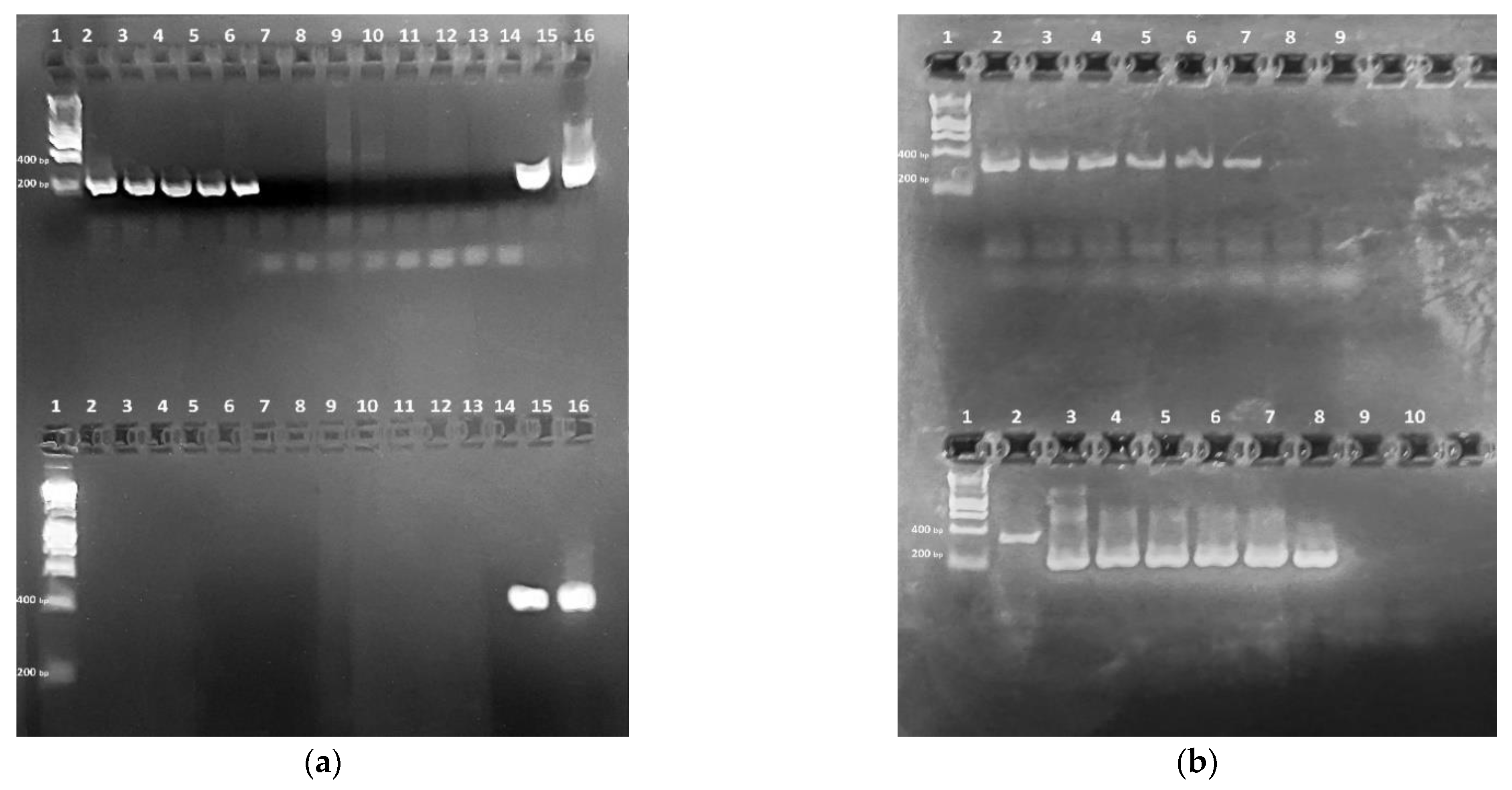 Nested Pcr Protocol