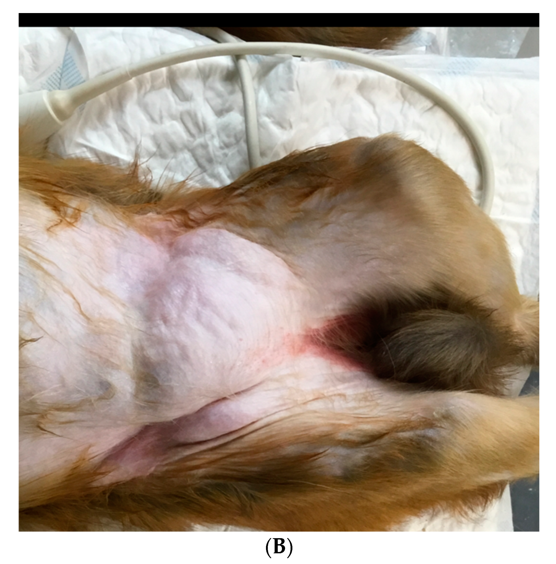 Vetsci 09 00280 g001b 550