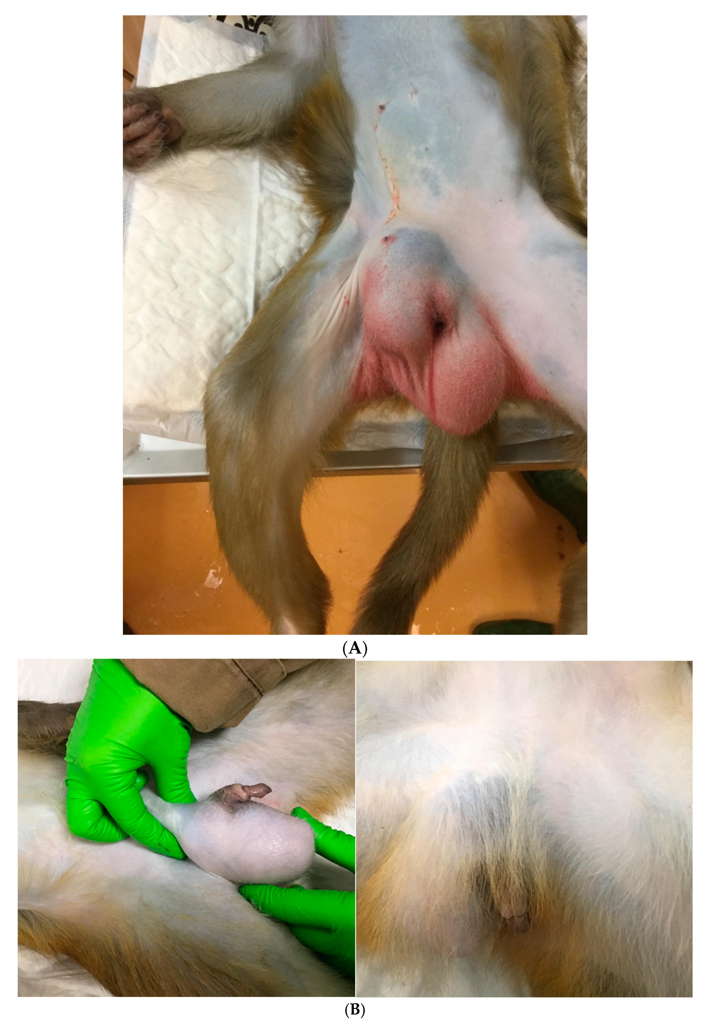 Vetsci 09 00280 g002a 550