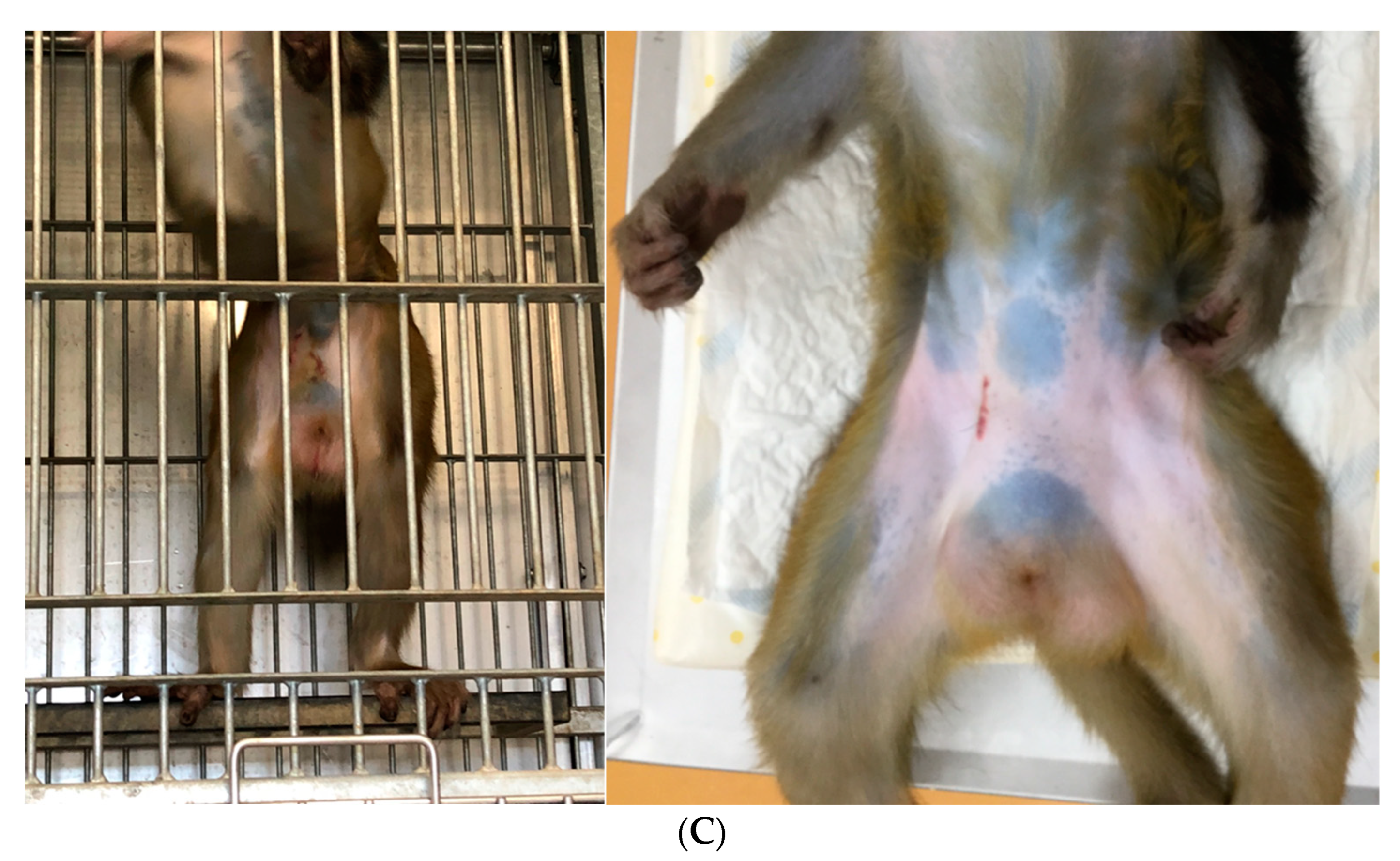 Vetsci 09 00280 g002b 550