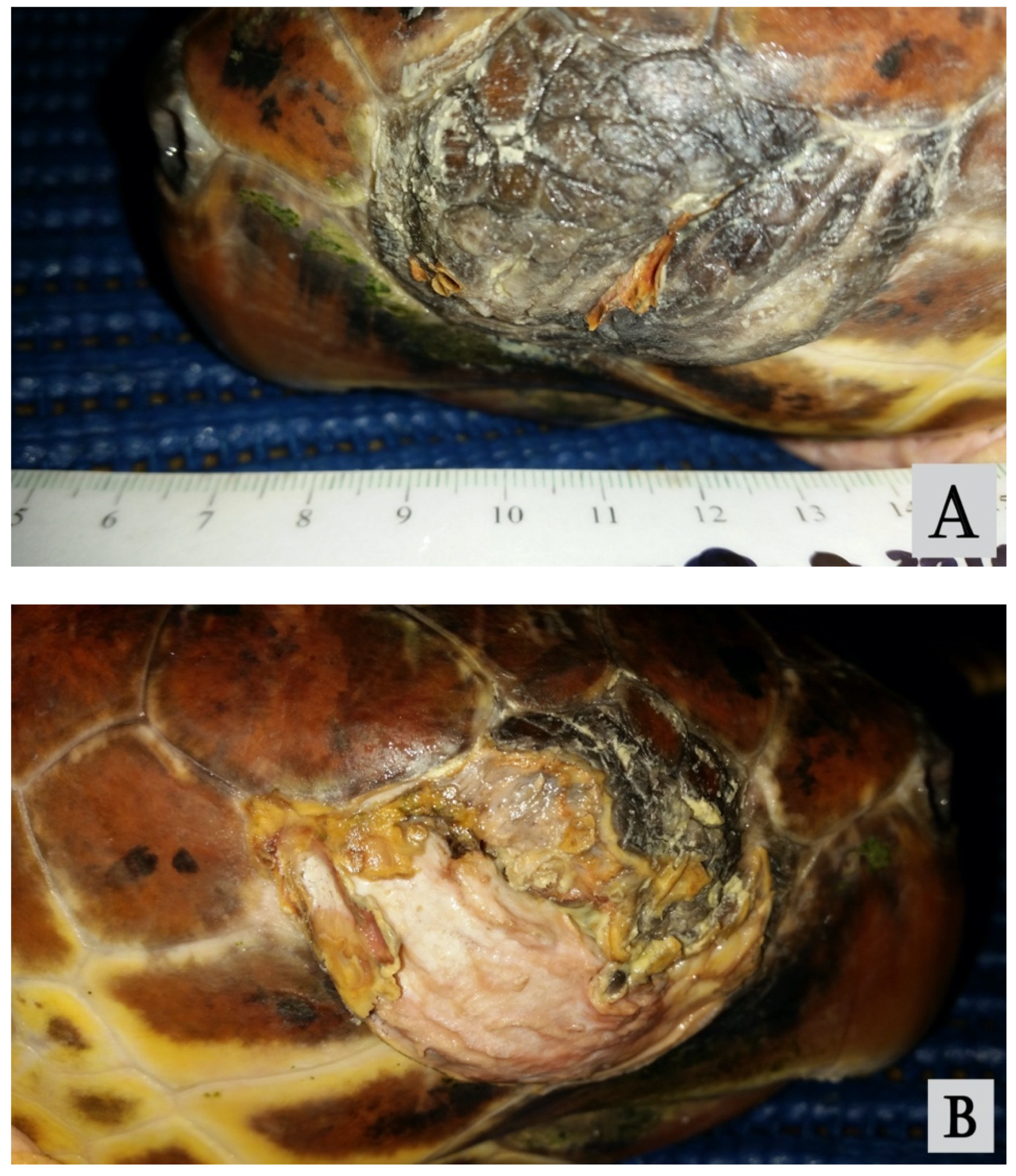 Vetsci 09 00281 g001 Vetsci 09 00281 g001