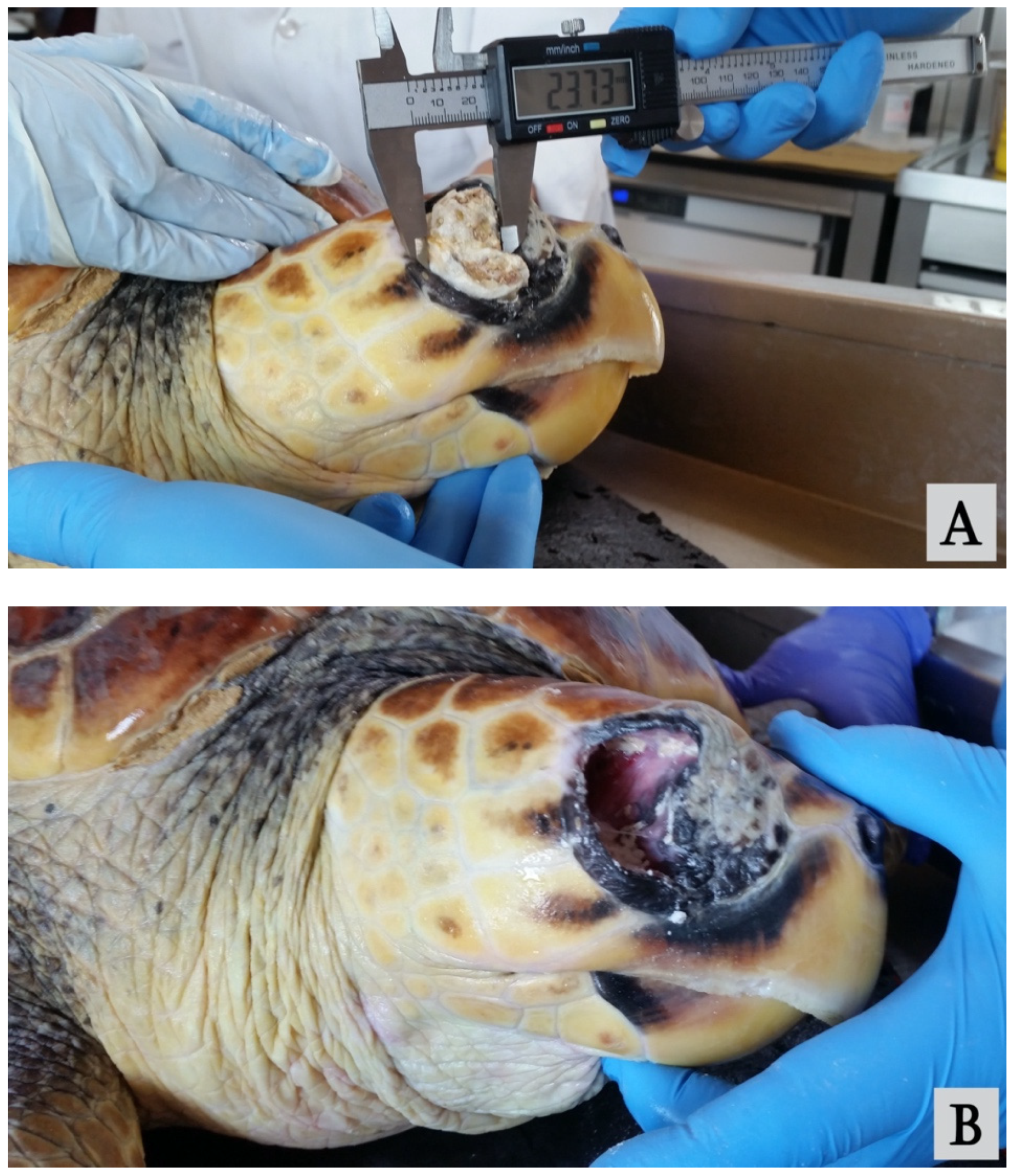 Vetsci 09 00281 g002 Vetsci 09 00281 g002