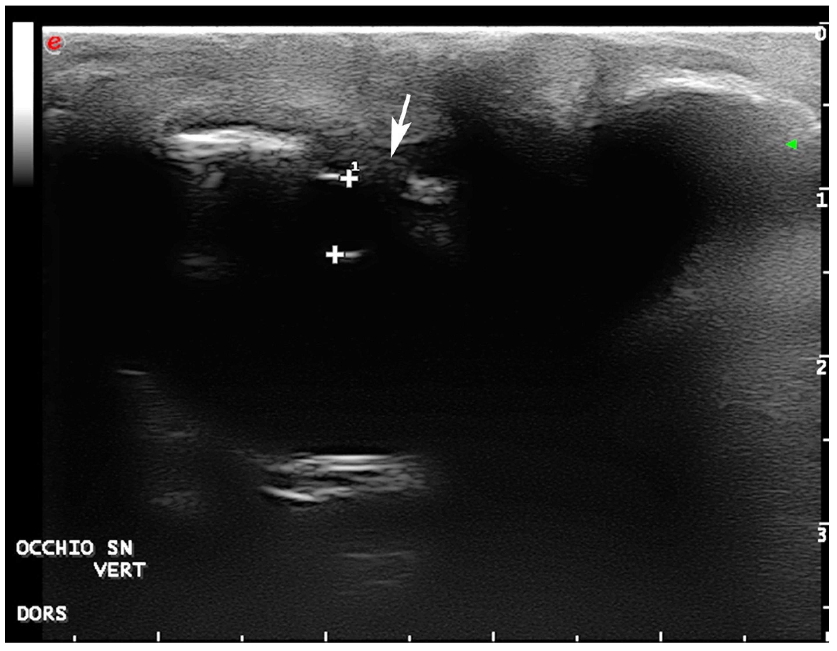 Vetsci 09 00281 g005 Vetsci 09 00281 g005