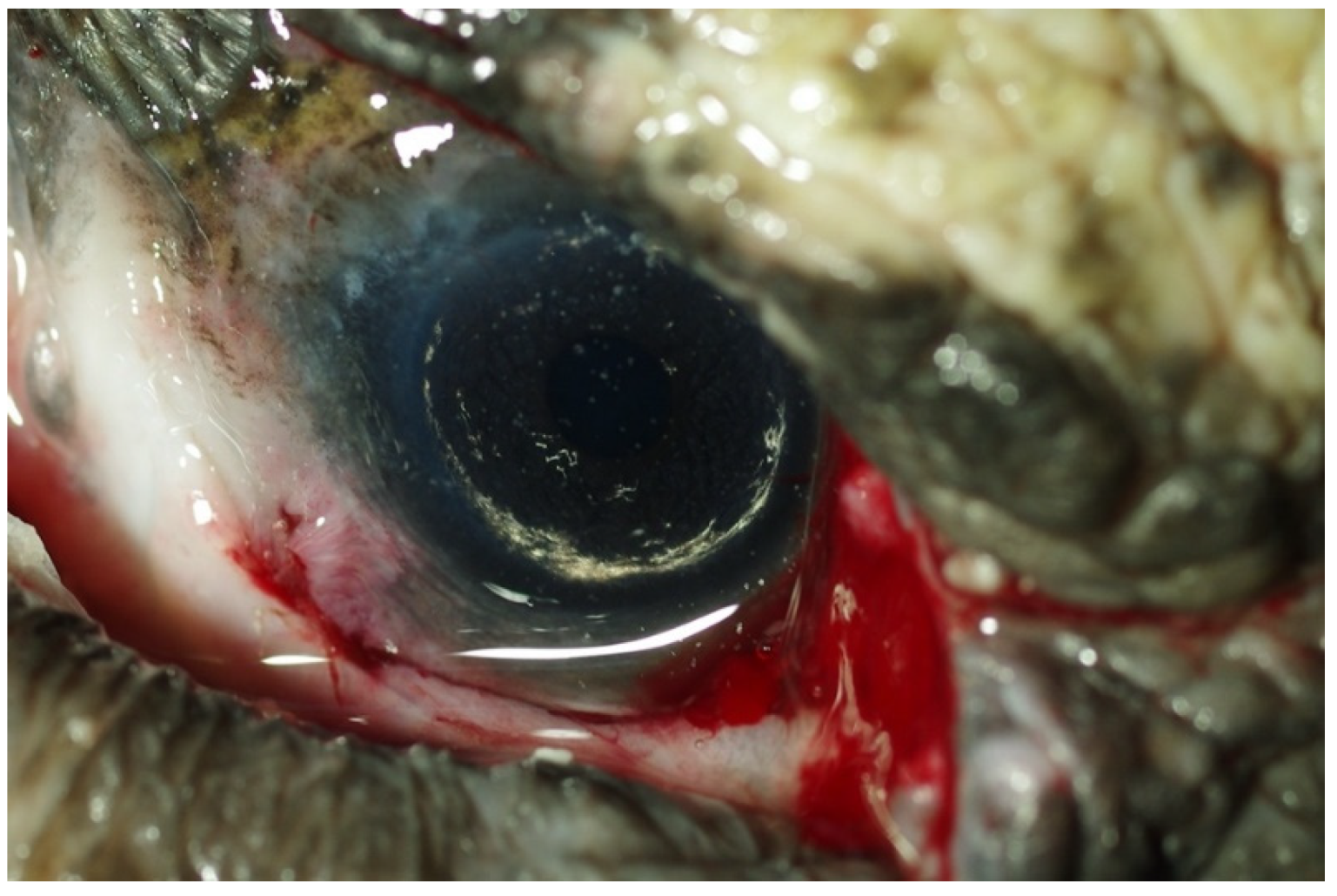 Vetsci 09 00281 g006 Vetsci 09 00281 g006