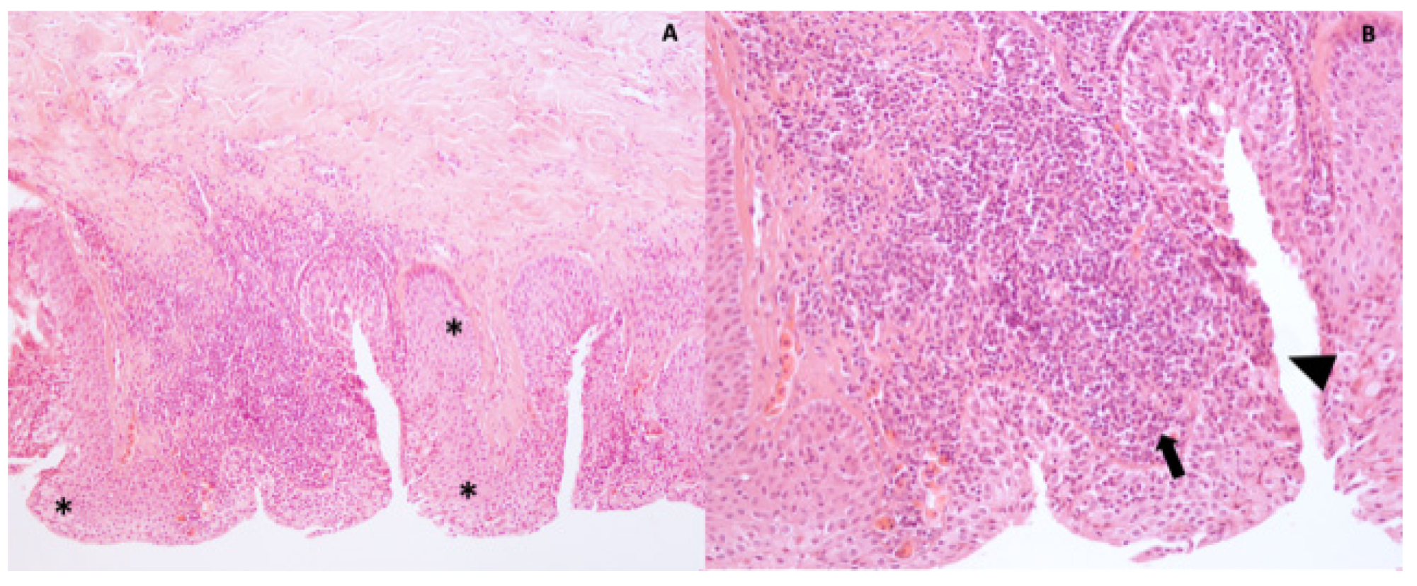 Vetsci 09 00281 g007 Vetsci 09 00281 g007