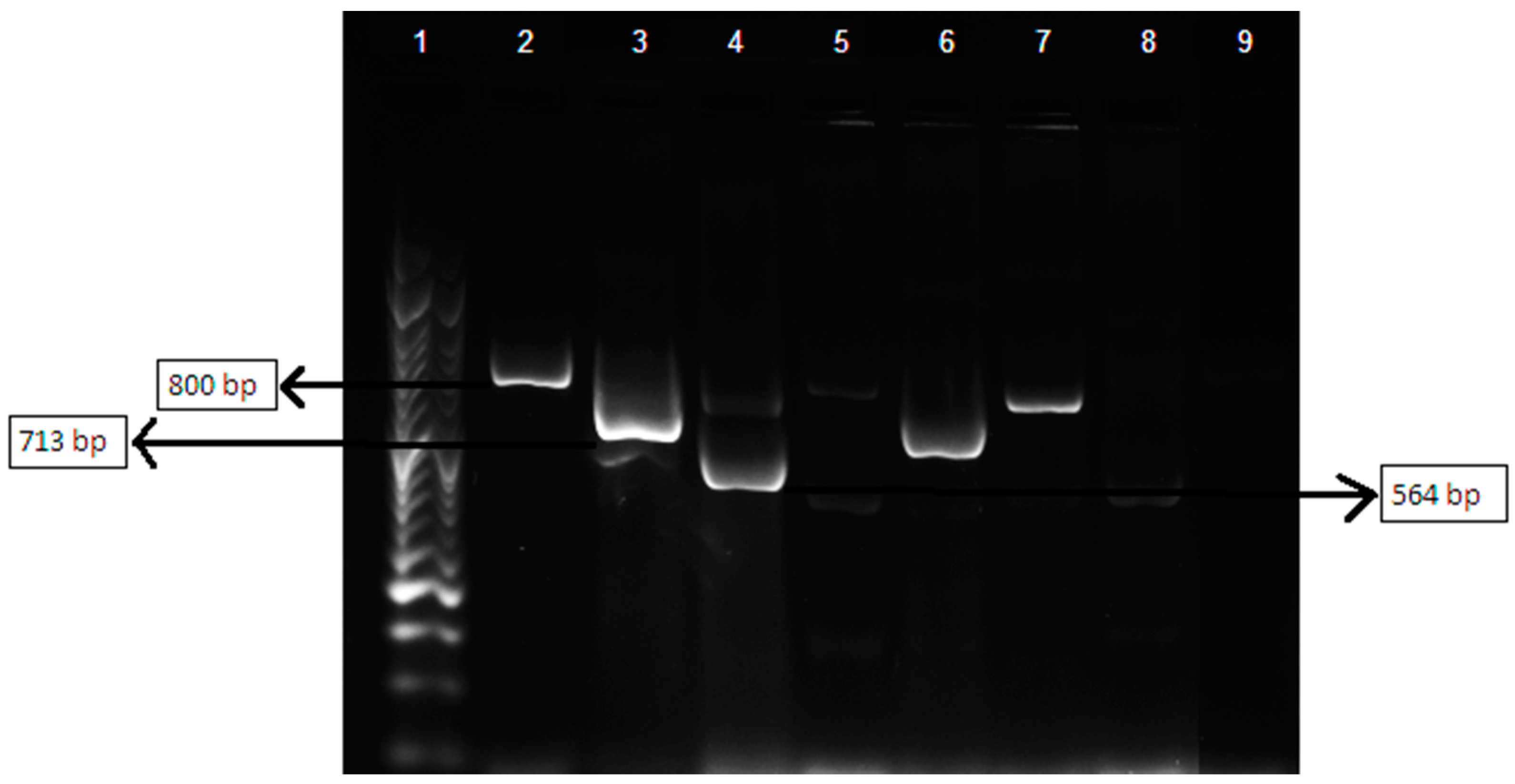 Vetsci 09 00284 g003 Vetsci 09 00284 g003