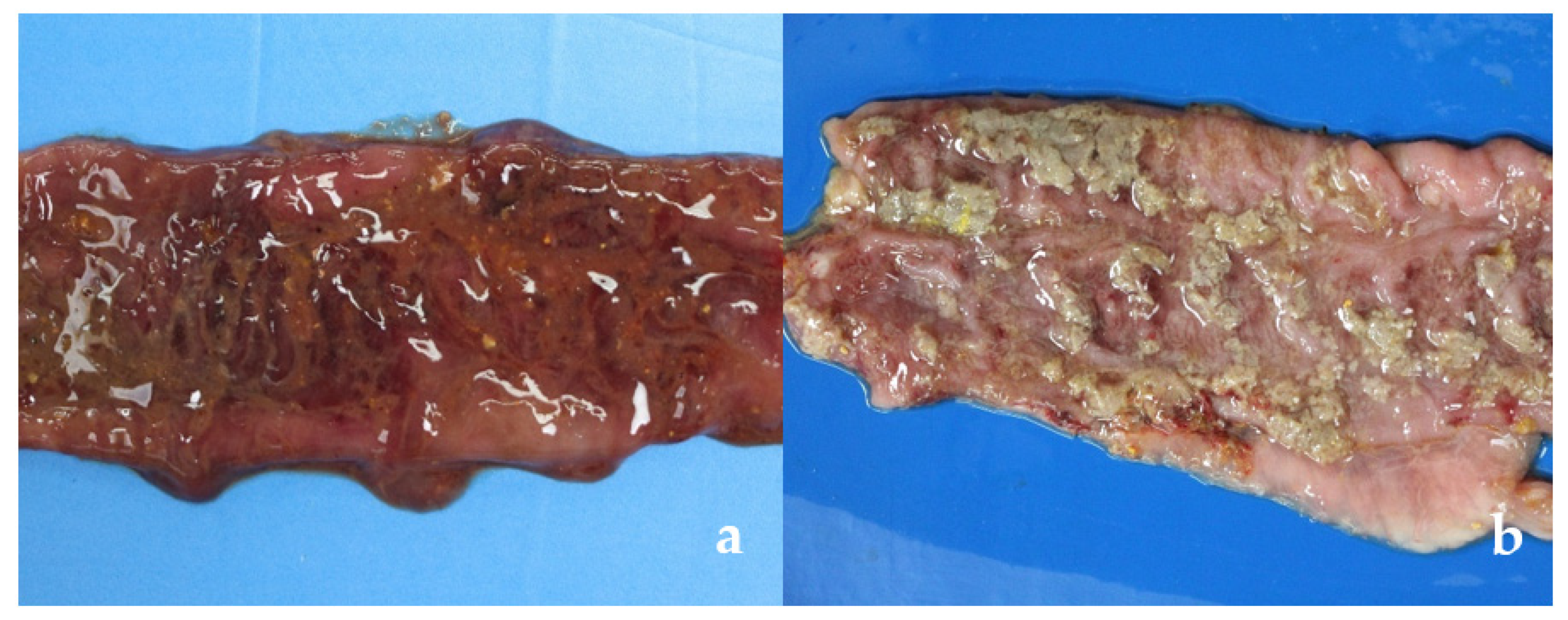 Vetsci 09 00286 g001a