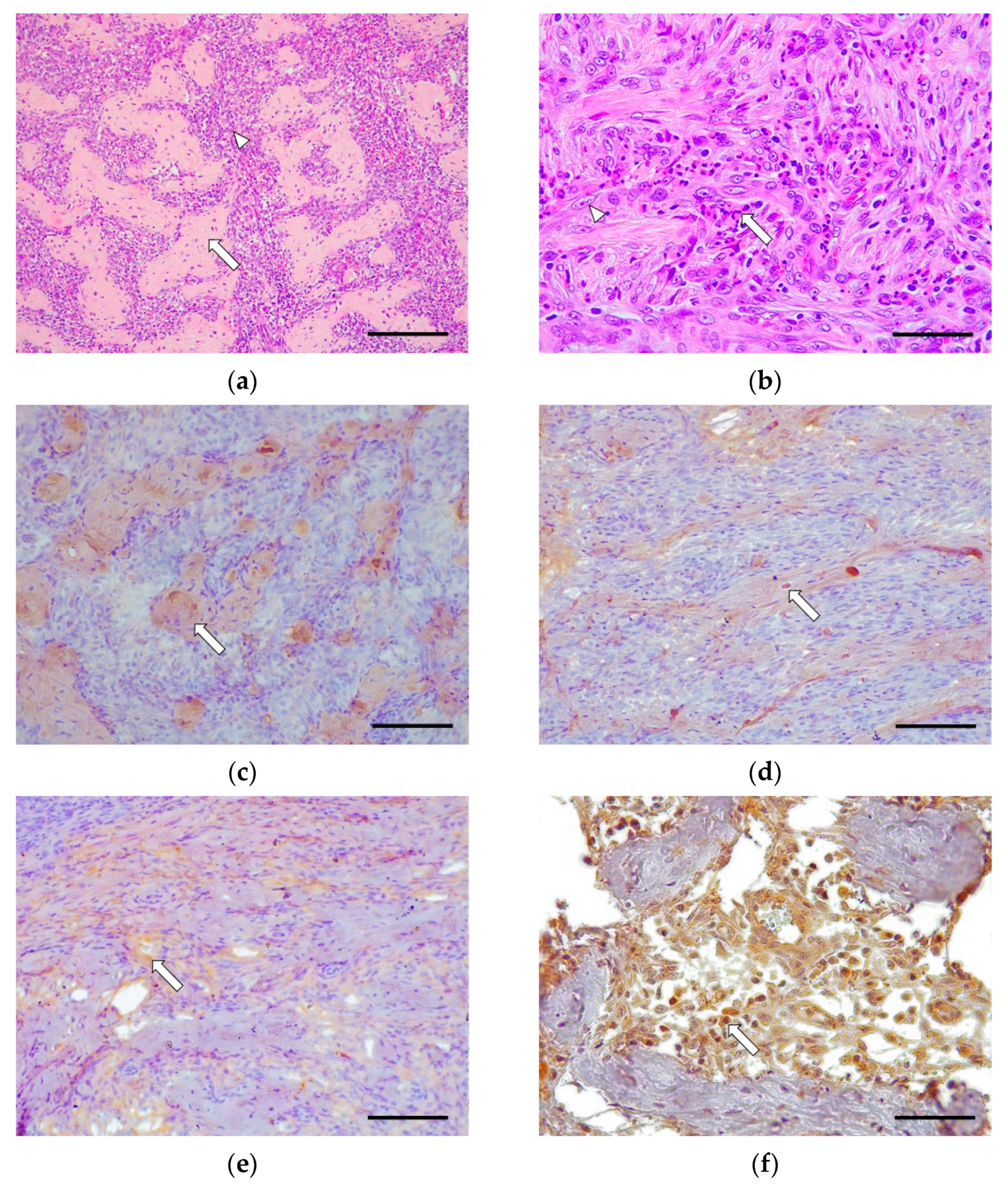 Vetsci 09 00291 g002