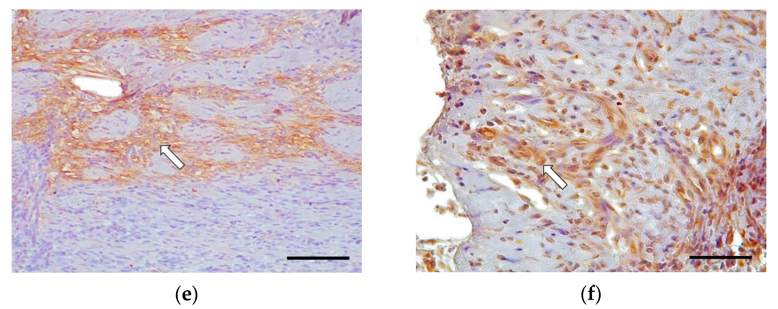 Vetsci 09 00291 g003b