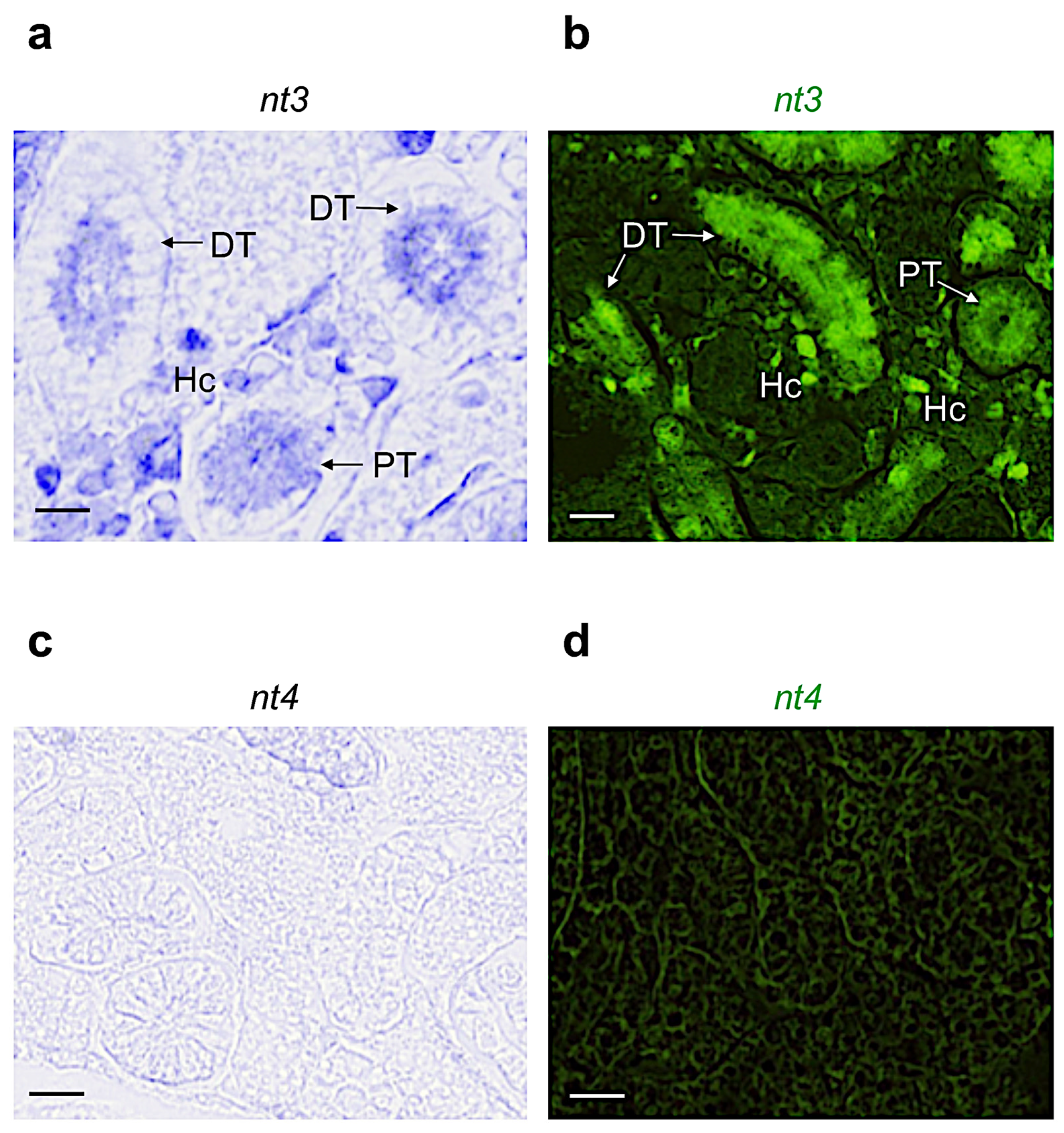 Vetsci 09 00296 g003