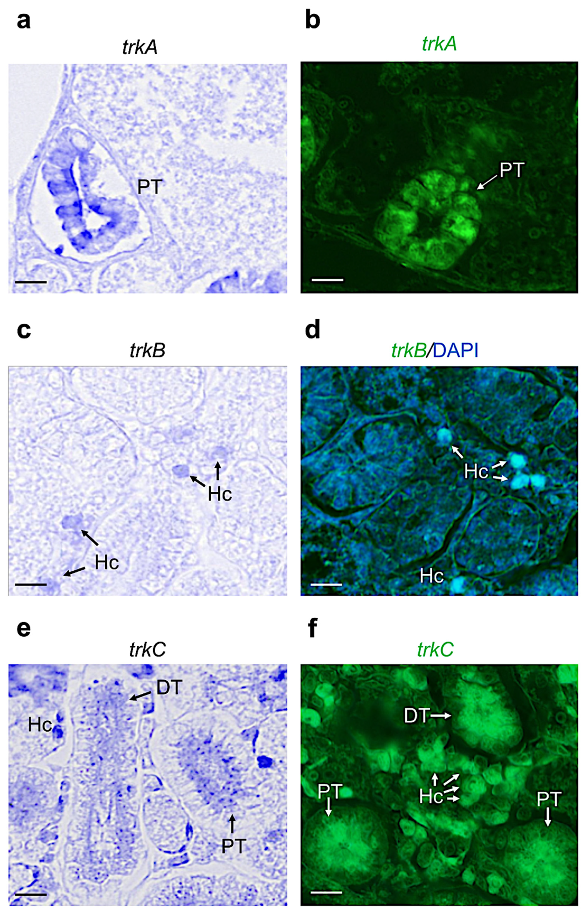 Vetsci 09 00296 g004