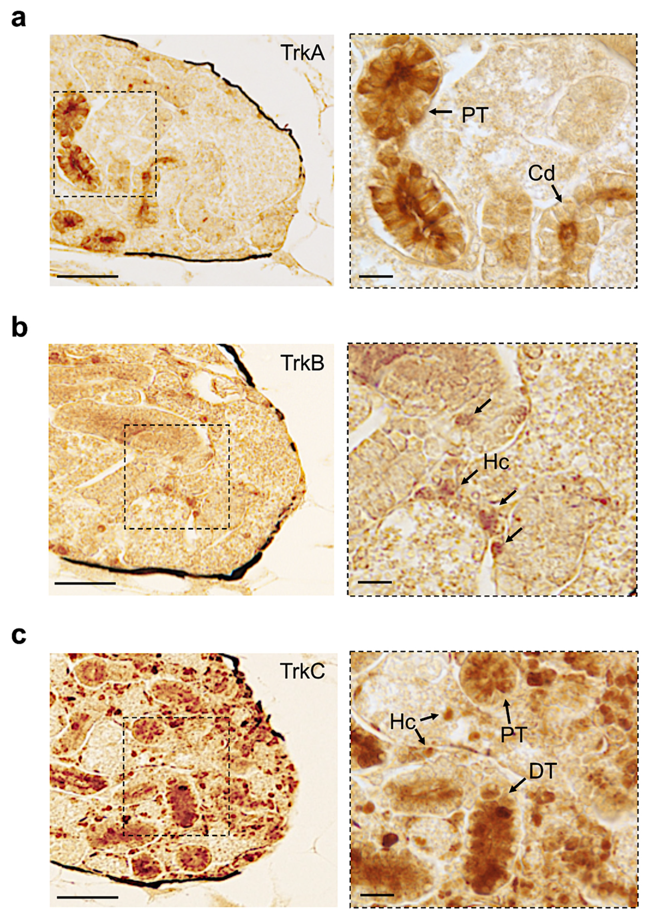 Vetsci 09 00296 g008