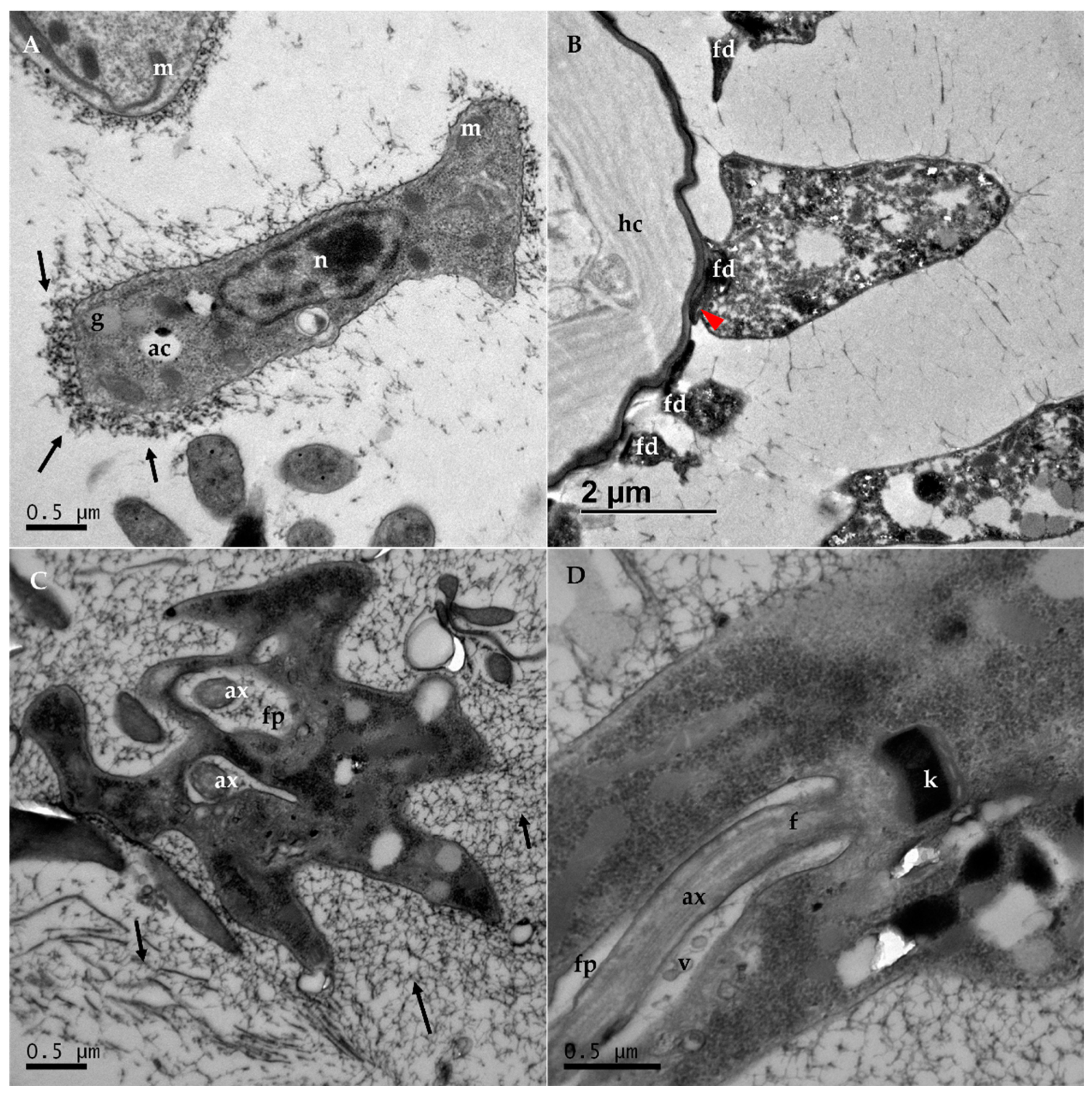 Vetsci 09 00298 g002 Vetsci 09 00298 g002