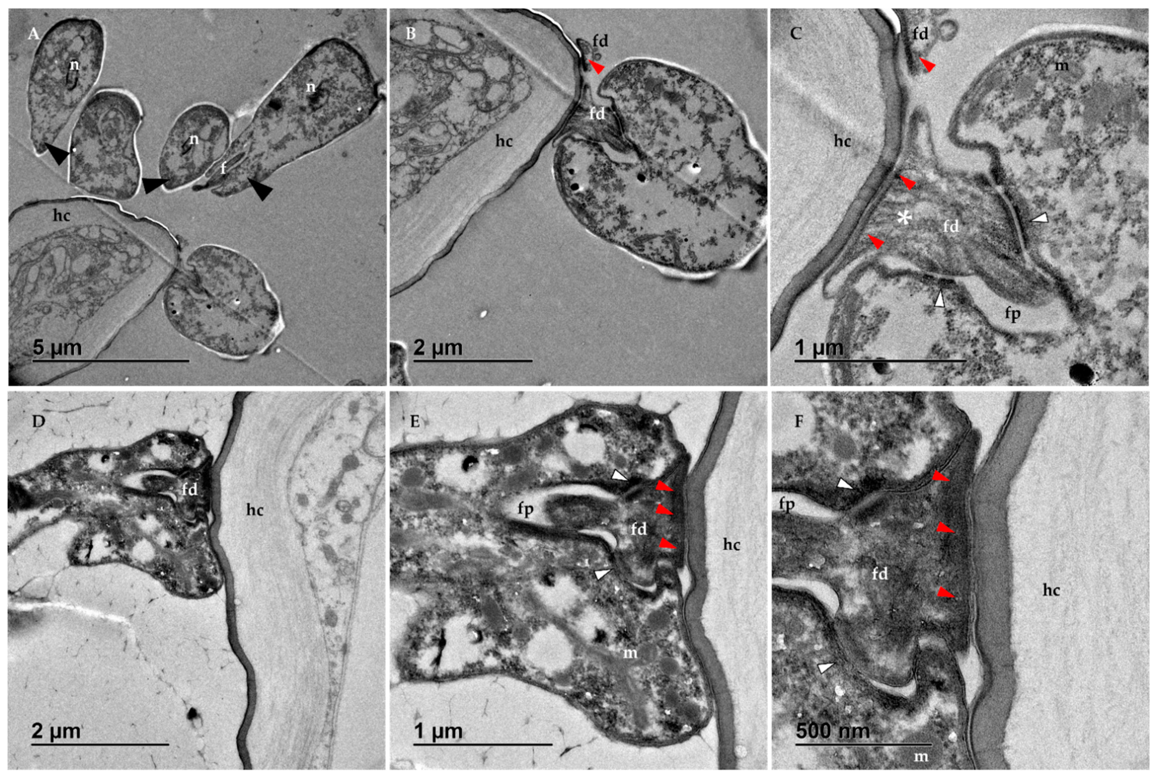 Vetsci 09 00298 g003 Vetsci 09 00298 g003