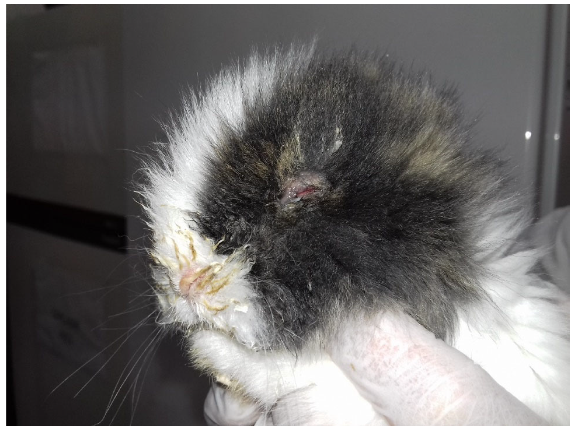 Vetsci 09 00301 g001