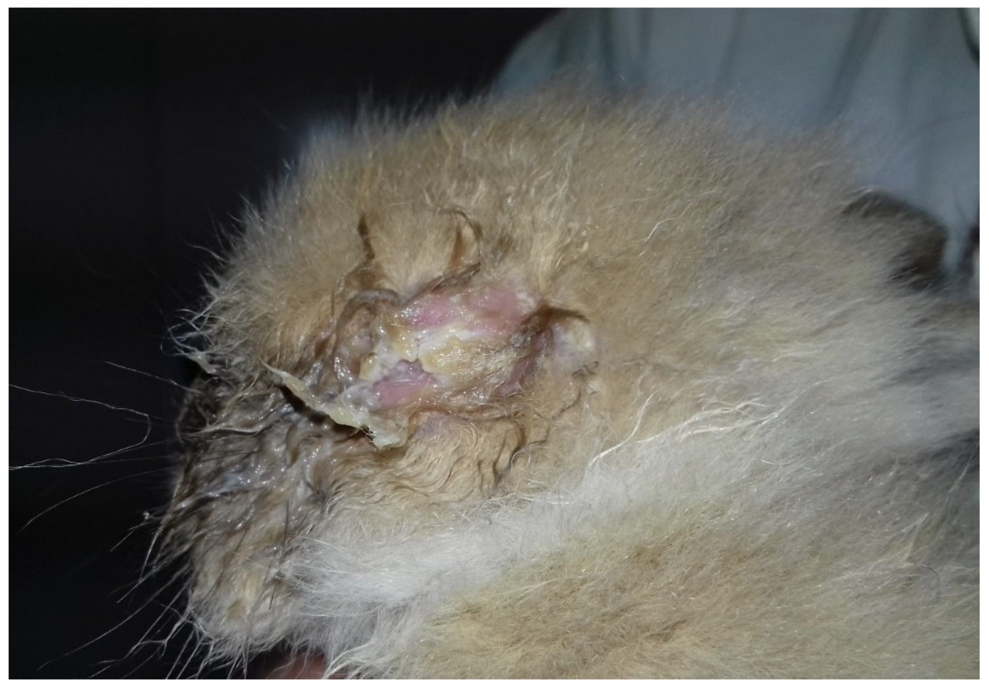 Vetsci 09 00301 g002