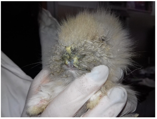 Spreading of Pasteurella multocida Infection in a Pet Rabbit Breeding ...