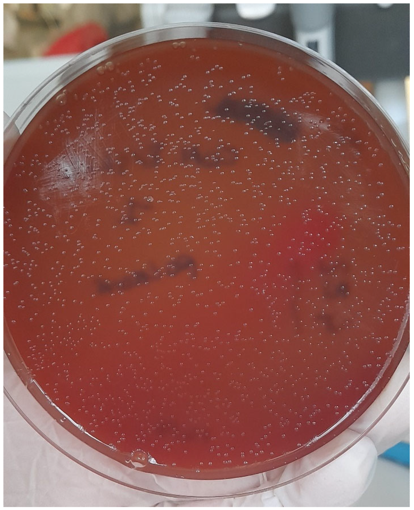 Vetsci 09 00301 g004