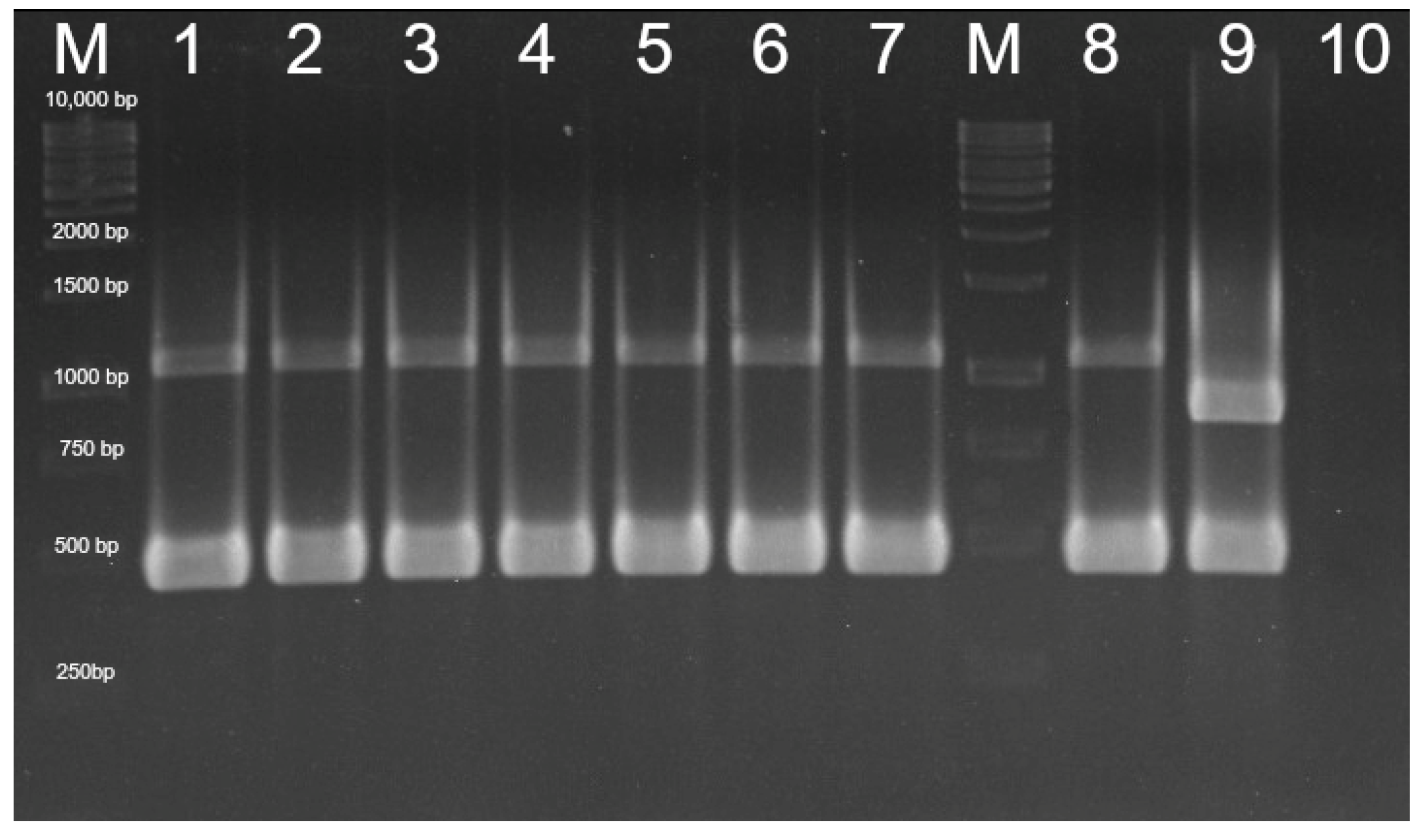 Vetsci 09 00301 g005