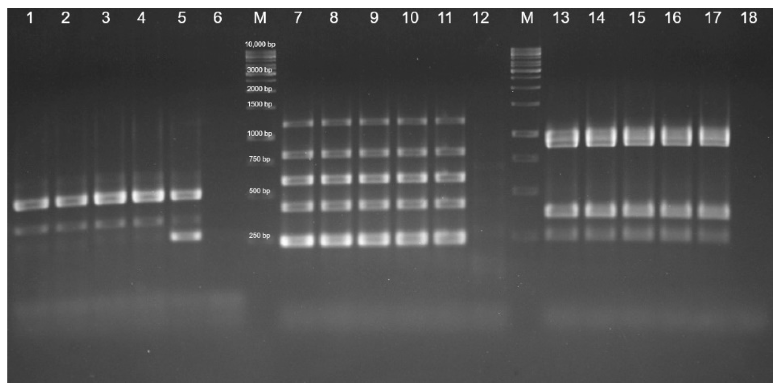 Vetsci 09 00301 g006