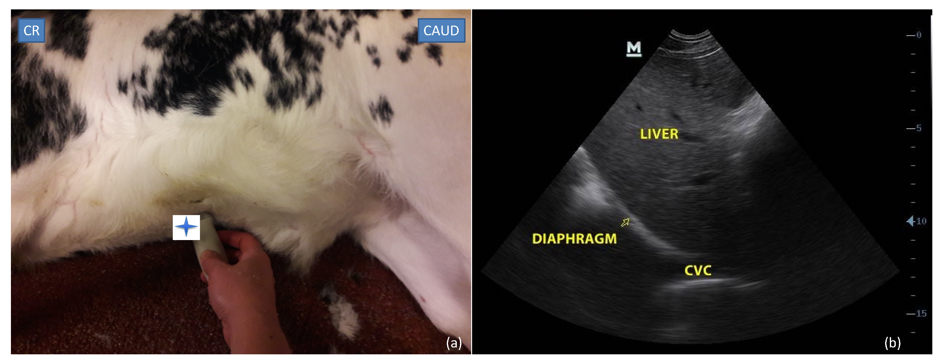 Vetsci 09 00308 g001 550