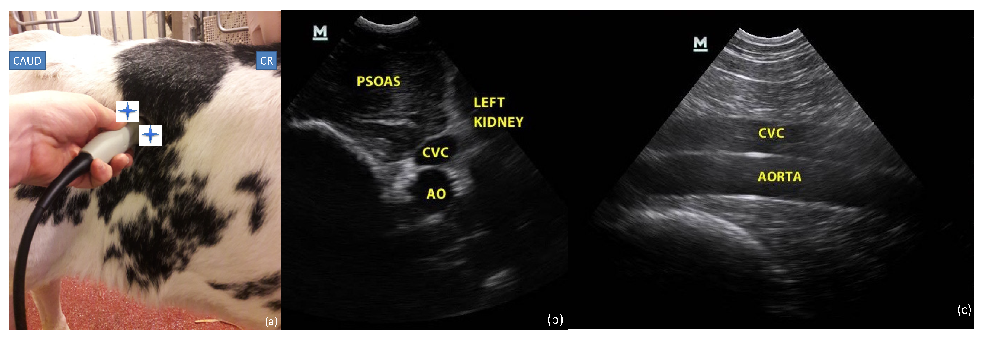 Vetsci 09 00308 g002 550