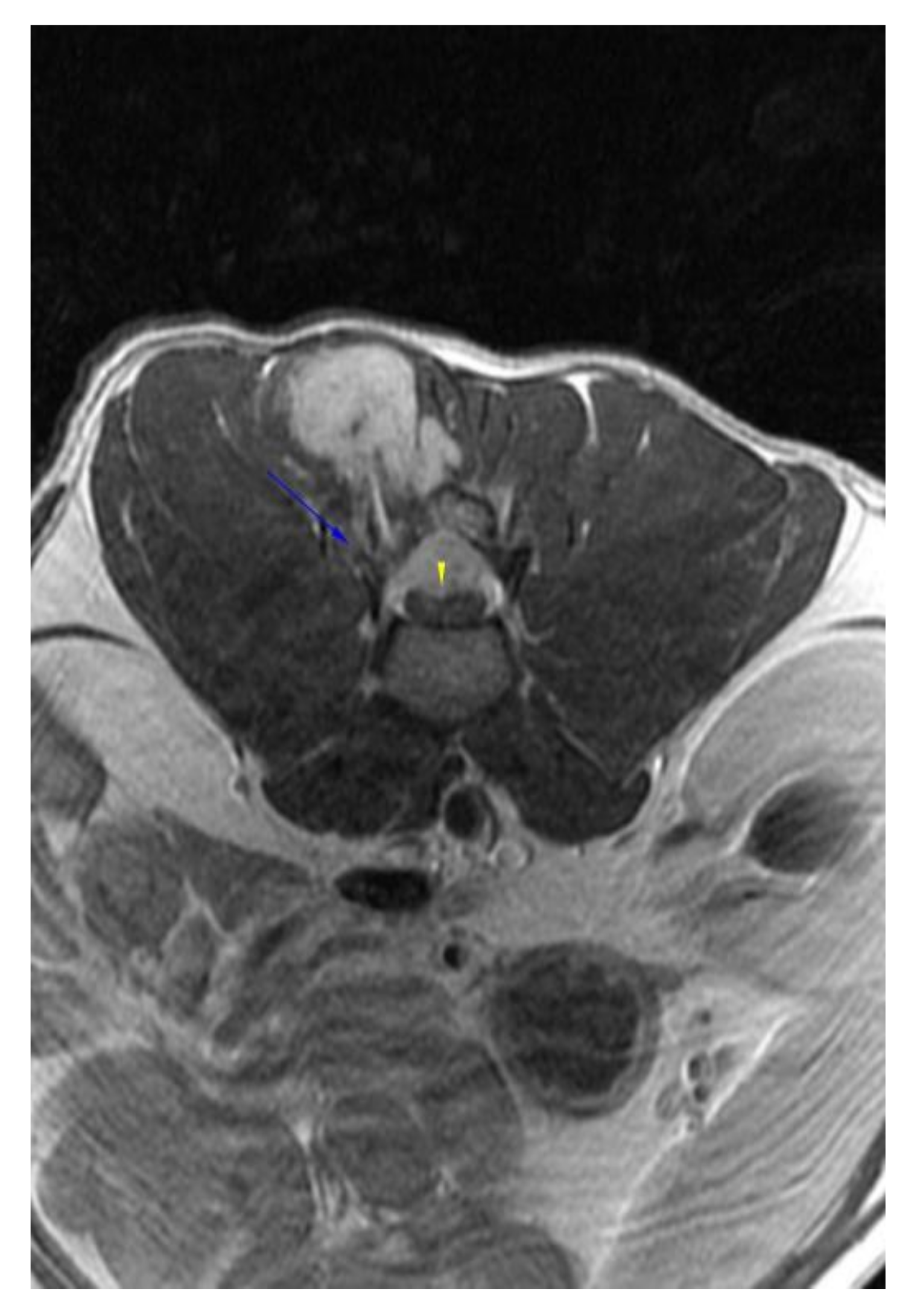 Vetsci 09 00315 g004 550