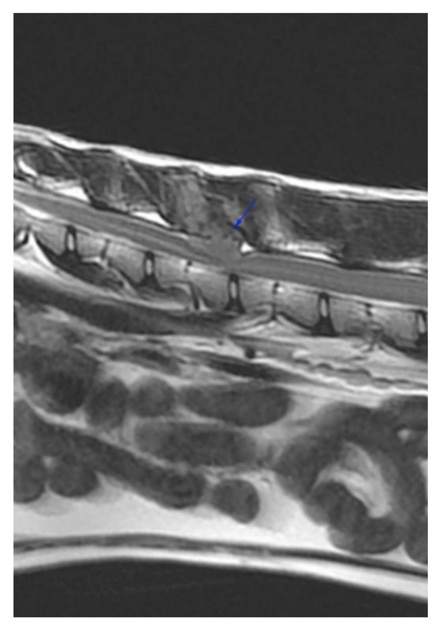 Vetsci 09 00315 g005 550